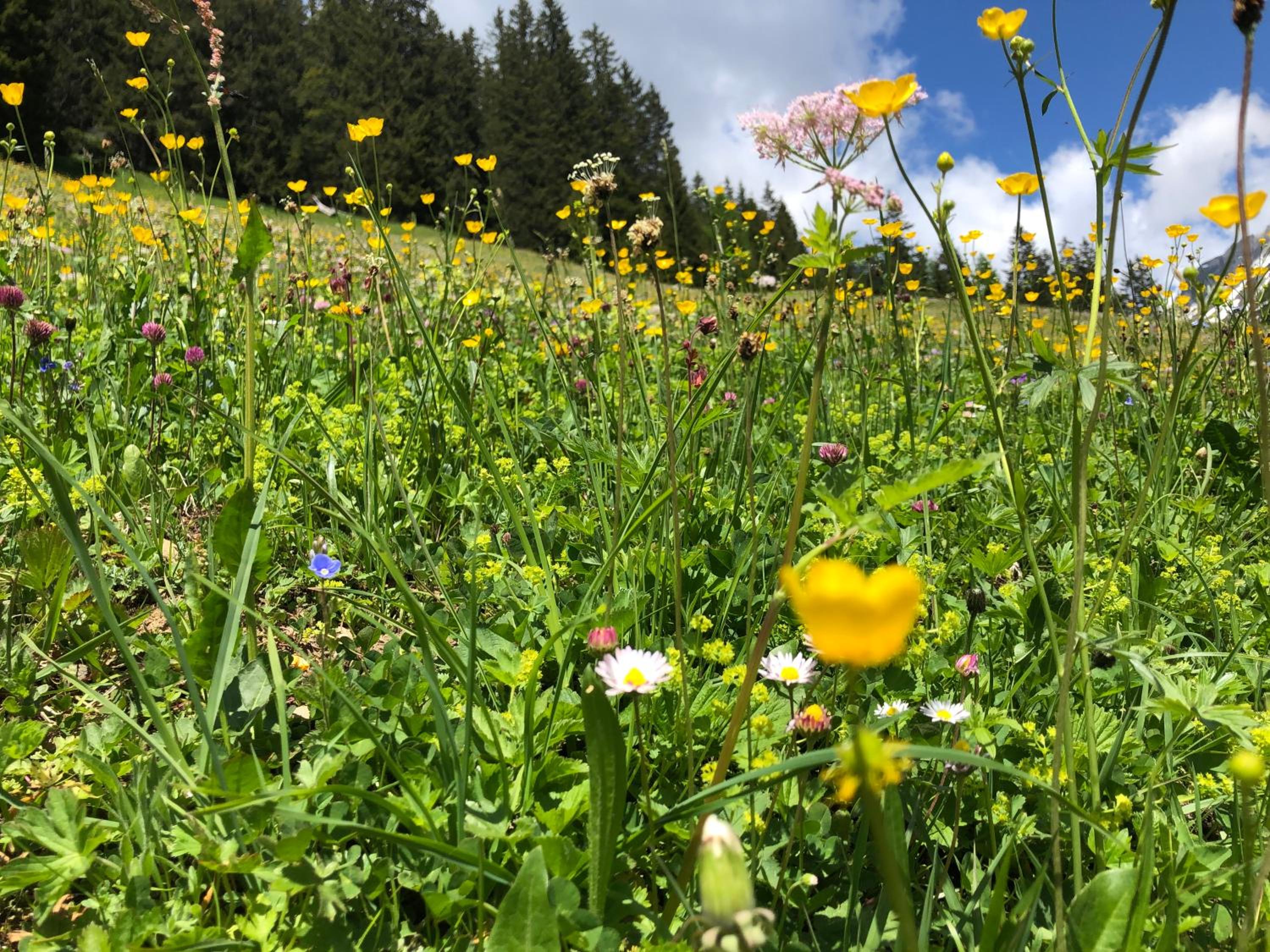 Lechrefugium Ferienwohnungen am Lechweg & Lechradweg