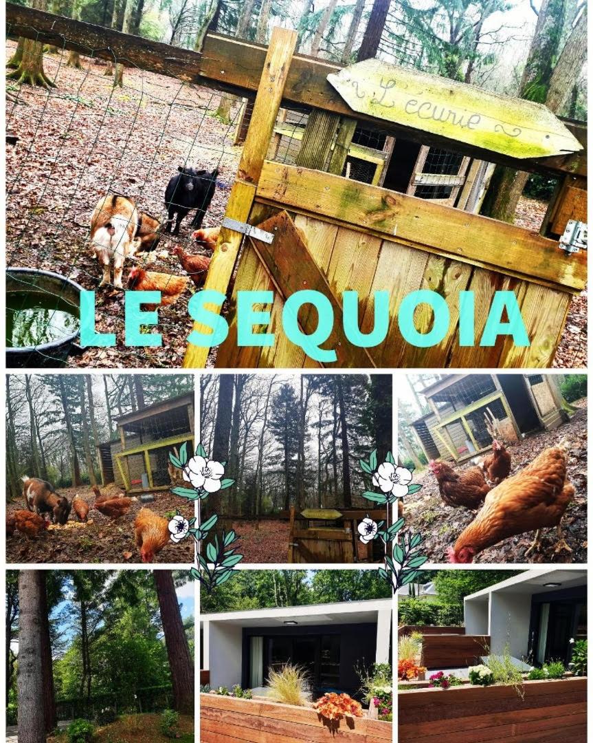 Le séquoia