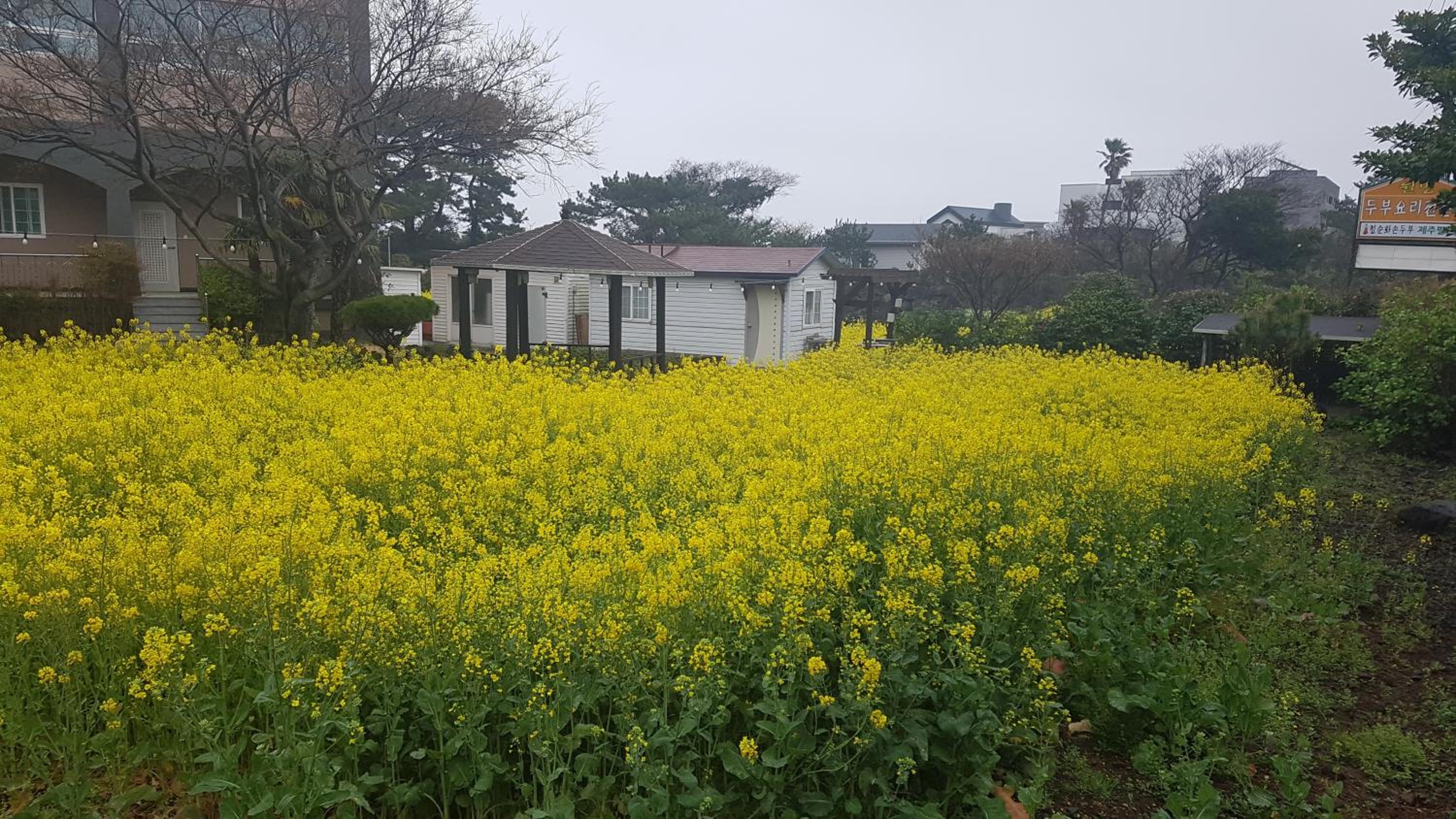Jeju Feel House