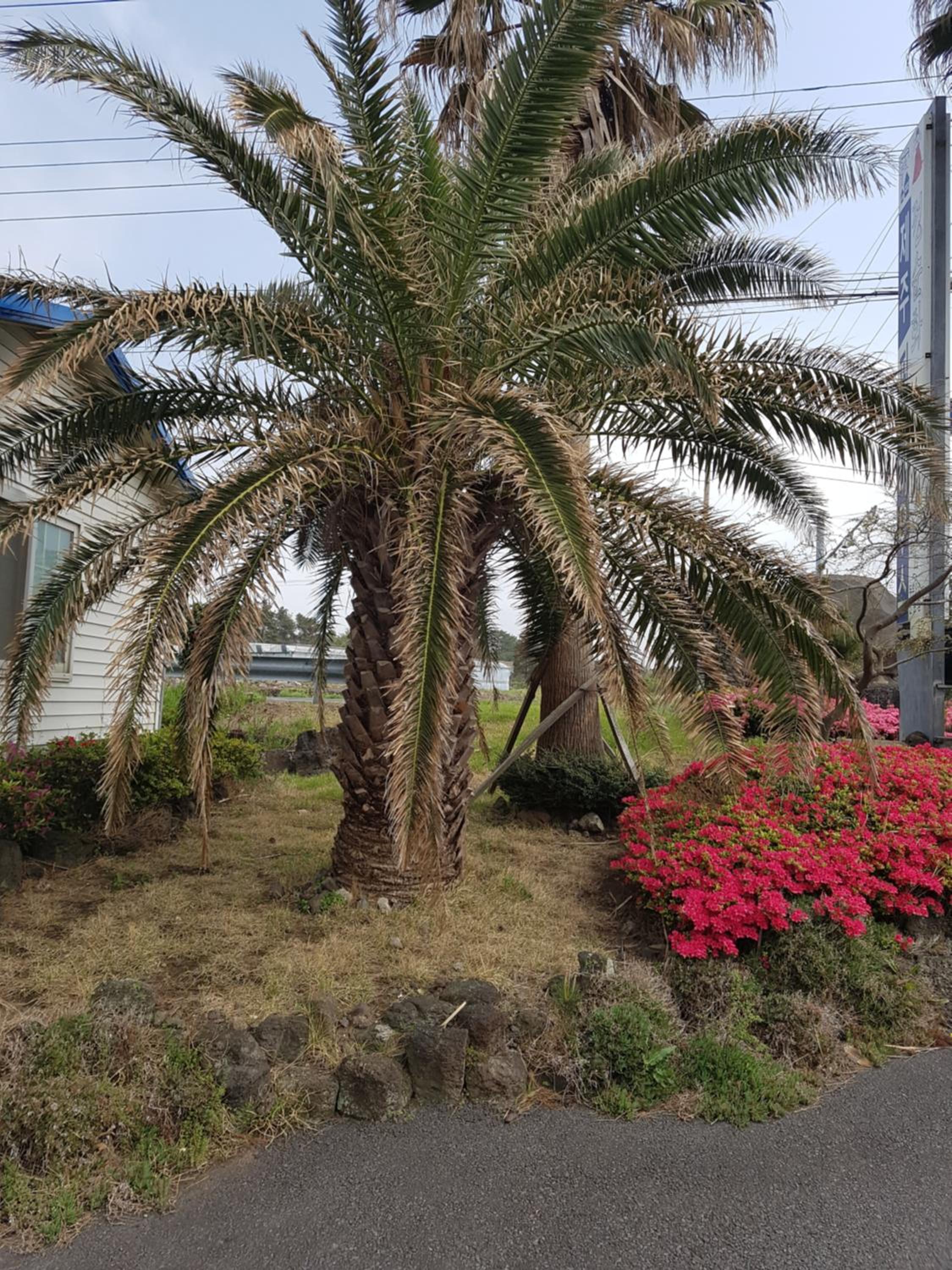 Jeju Feel House