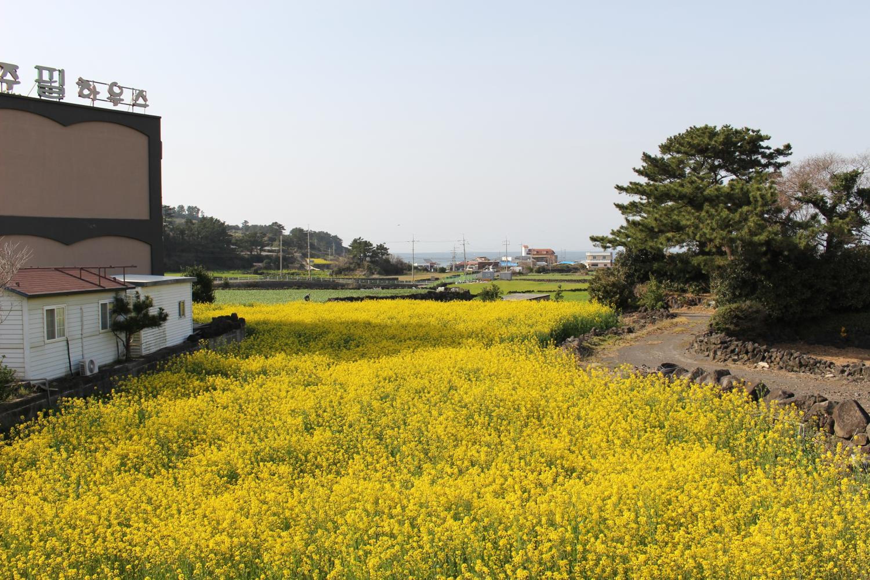 Jeju Feel House