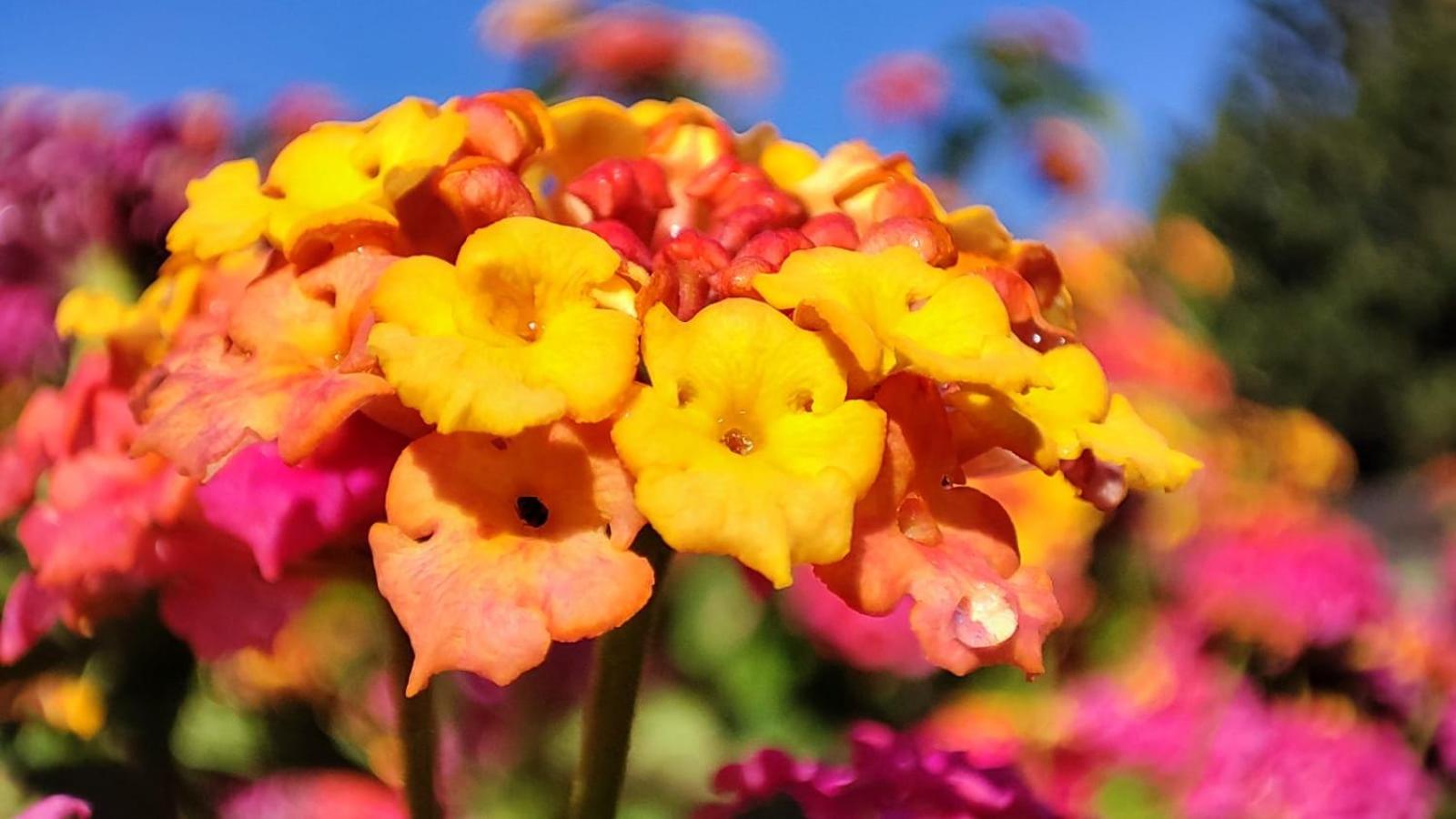 Photo 44
