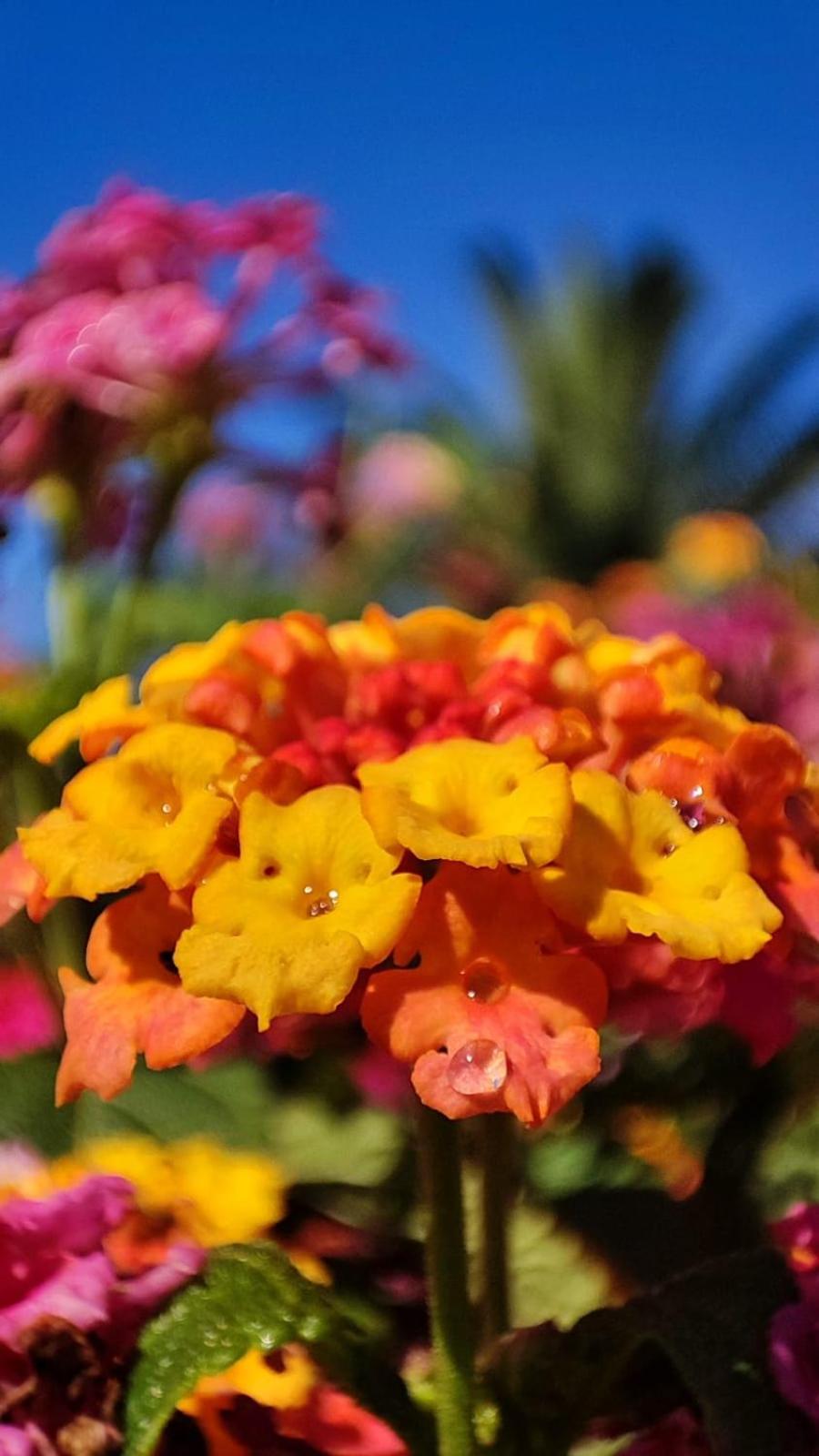 Photo 45