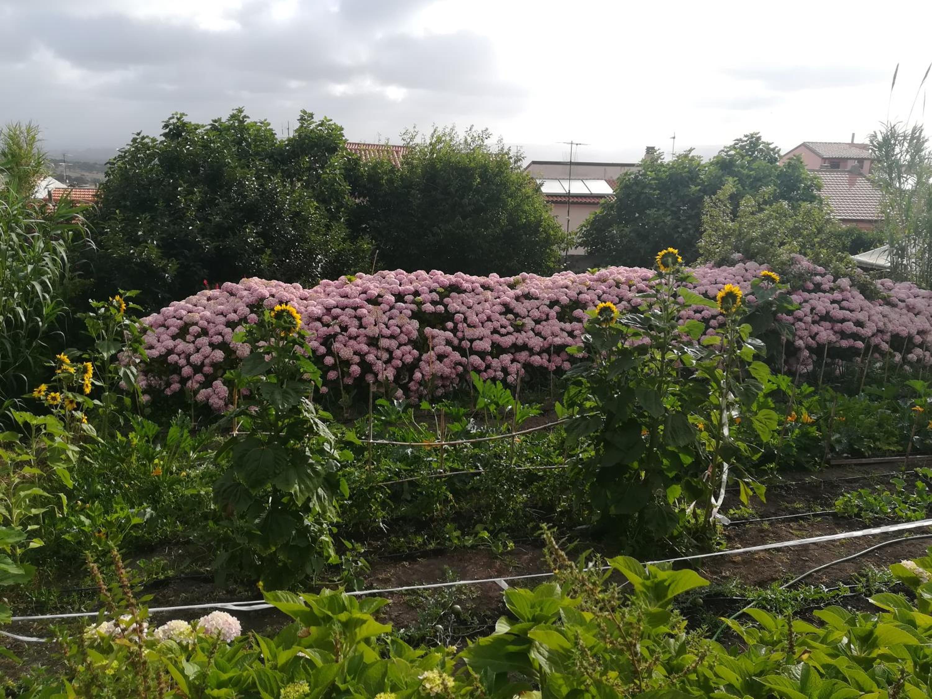 AFFITTA CAMERE CASA DELLE ROSE view 2