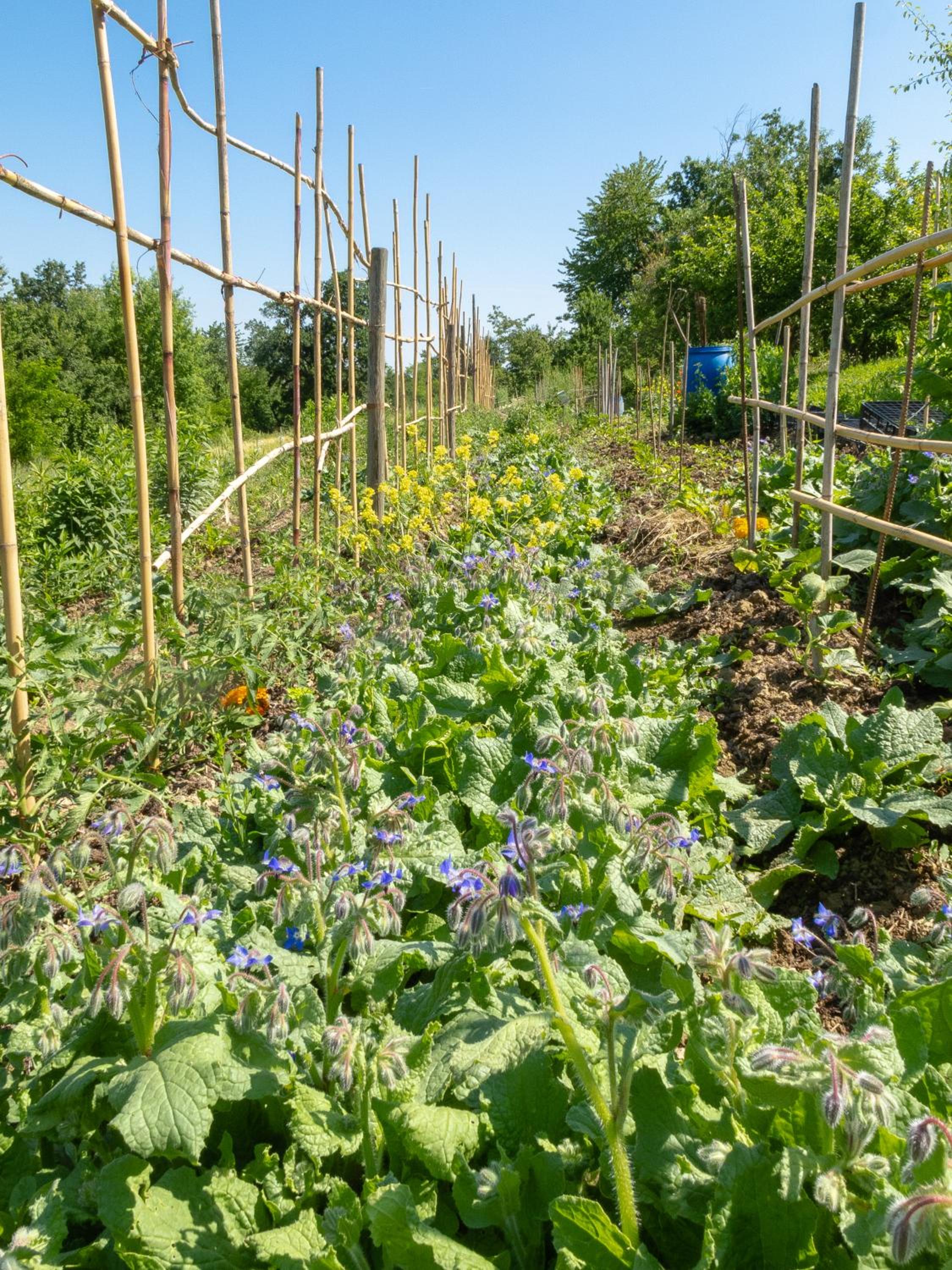 Photo 31