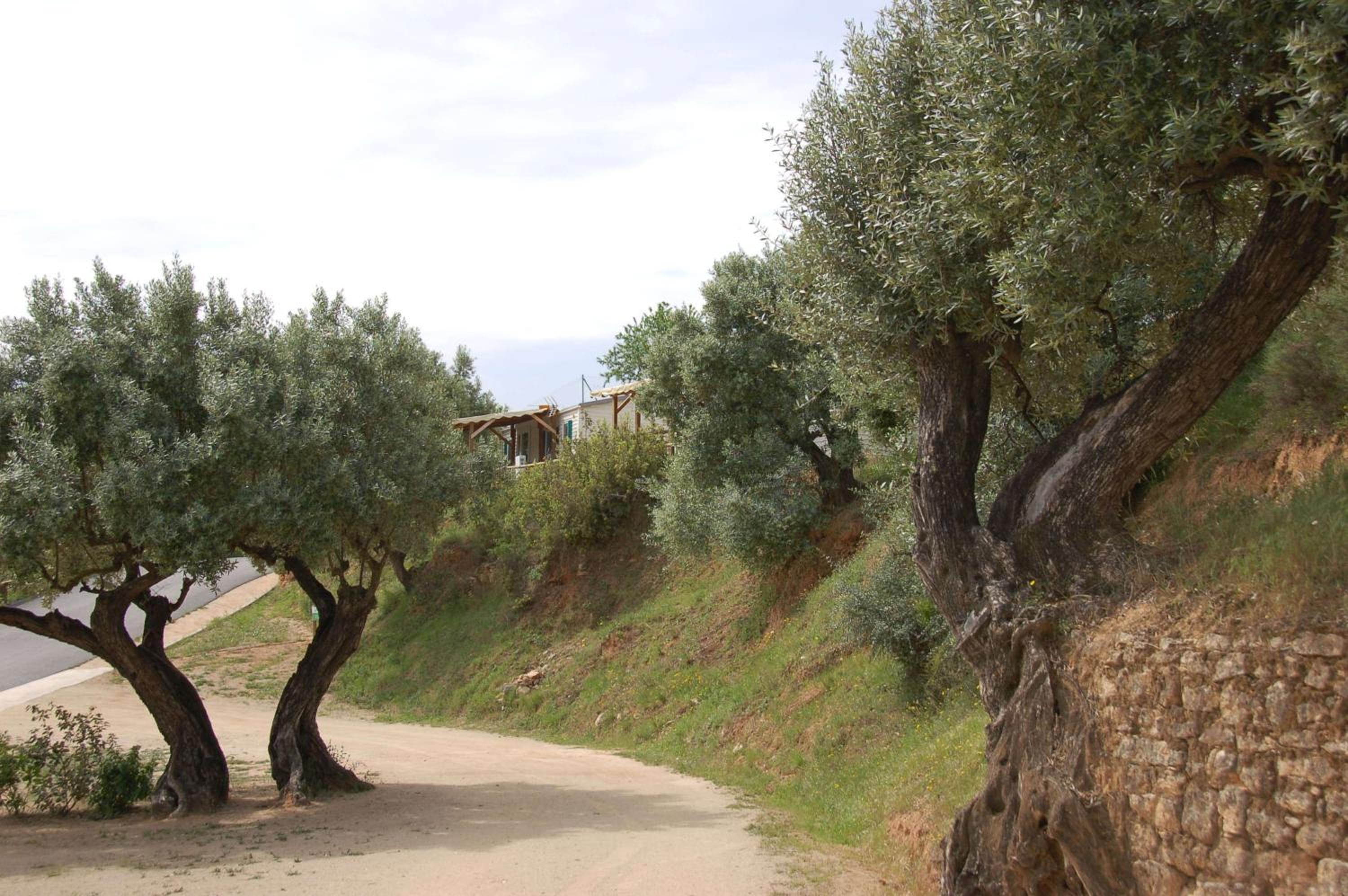 Càmping Terra Alta