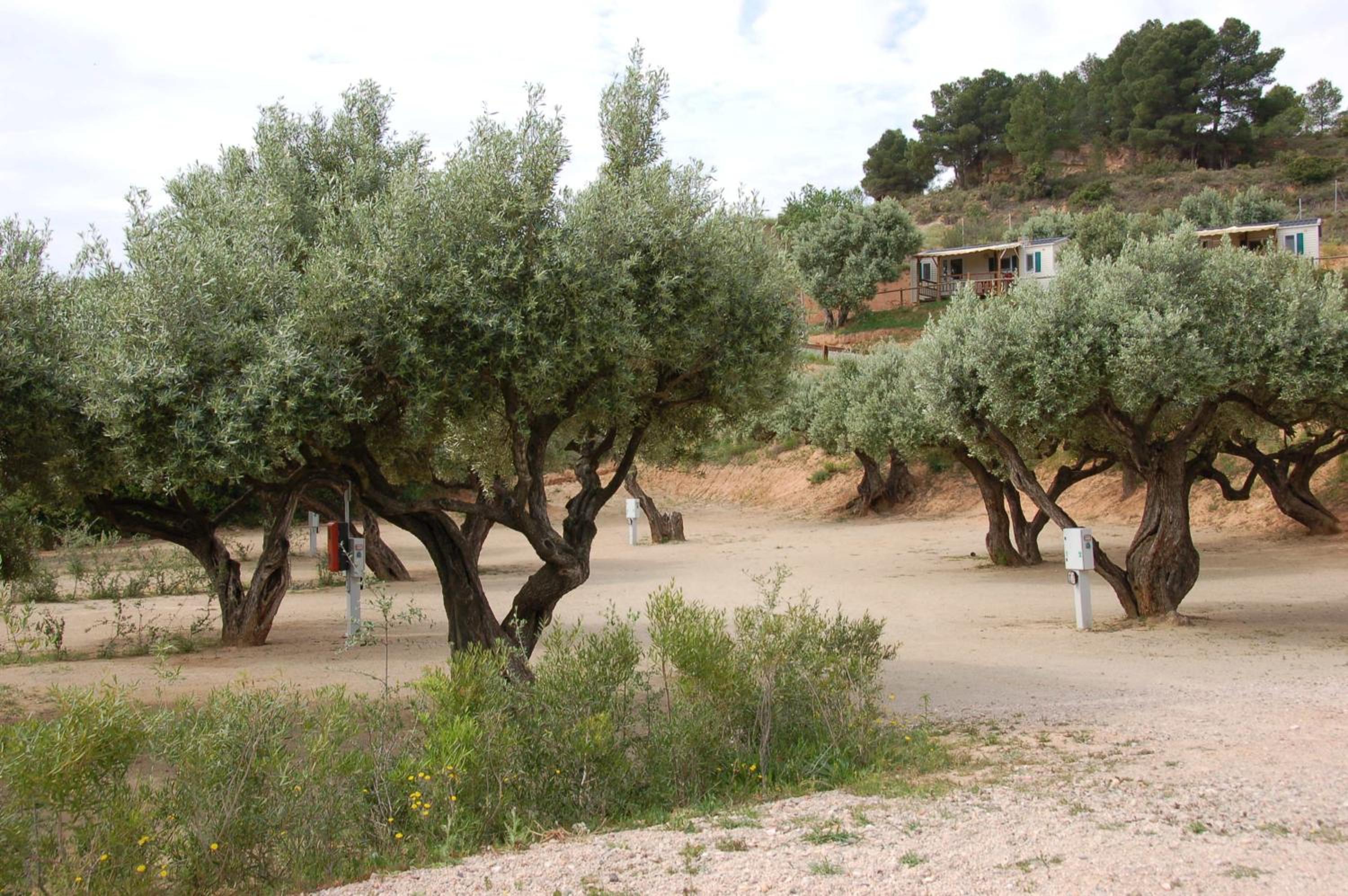 Càmping Terra Alta