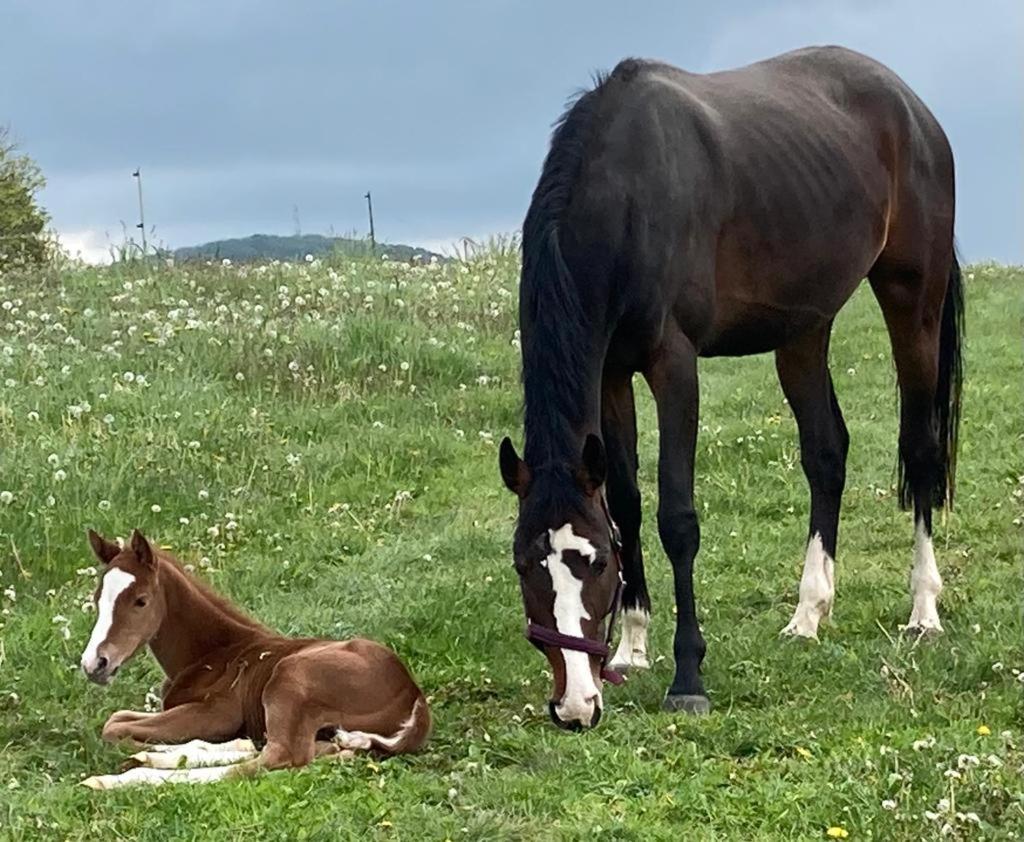 Ferienwohnung an der Reitanlage