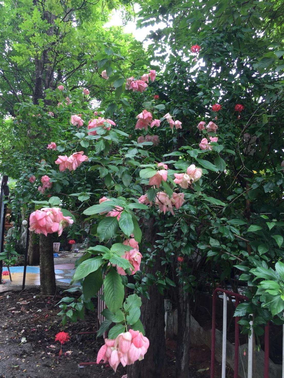 Sanita Cottage