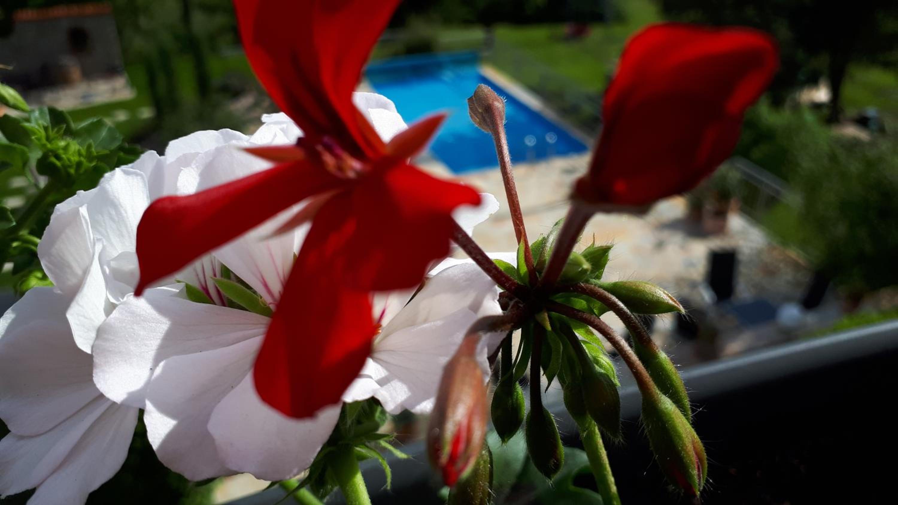 Pension am Weinberg Bed & Breakfast