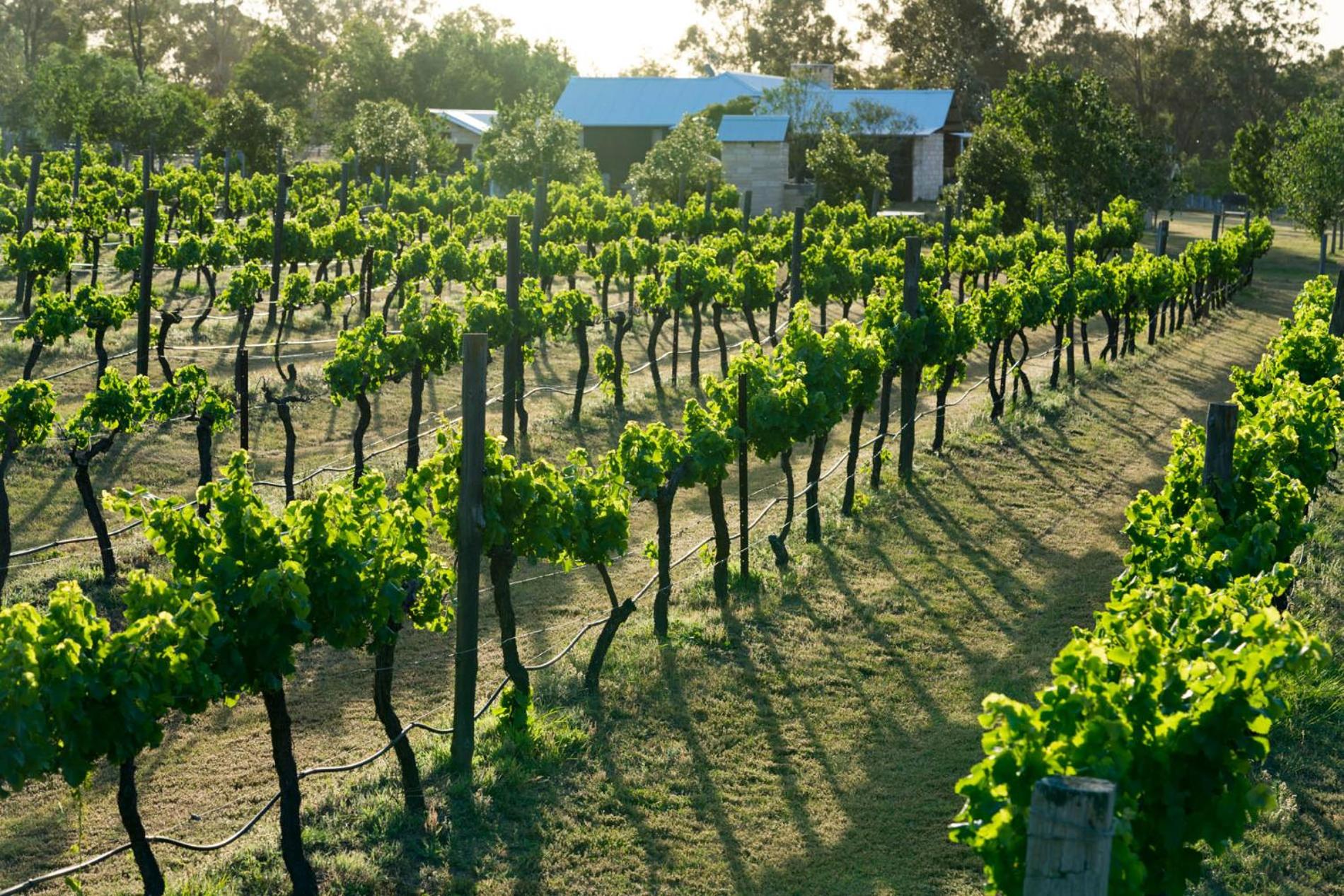 Thistle Hill Guesthouse - walk to many wineries and restaurants