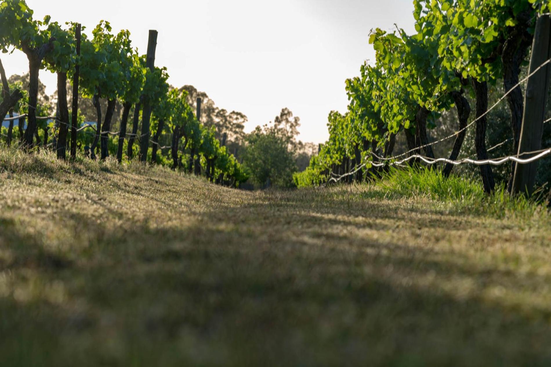 Thistle Hill Guesthouse - walk to many wineries and restaurants