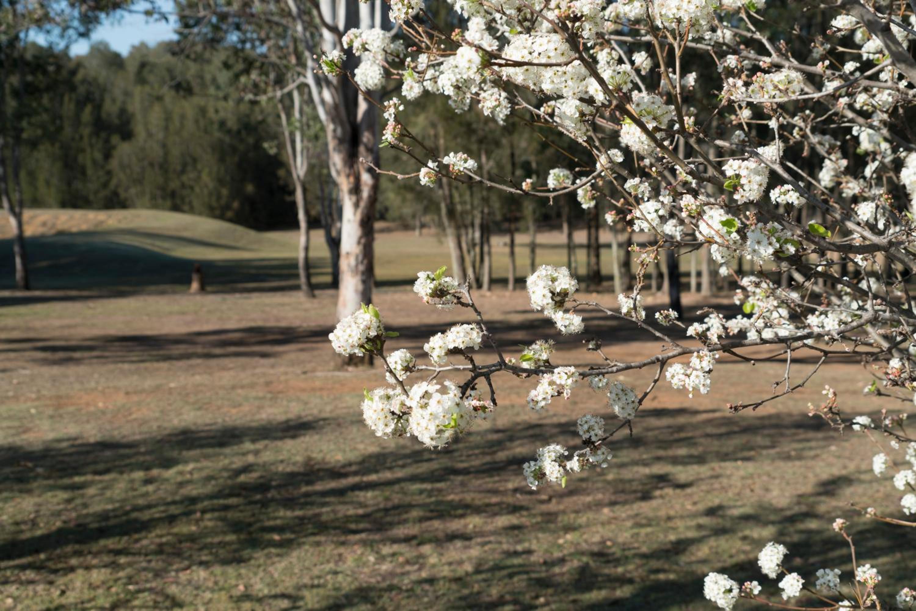 Thistle Hill Guesthouse - walk to many wineries and restaurants