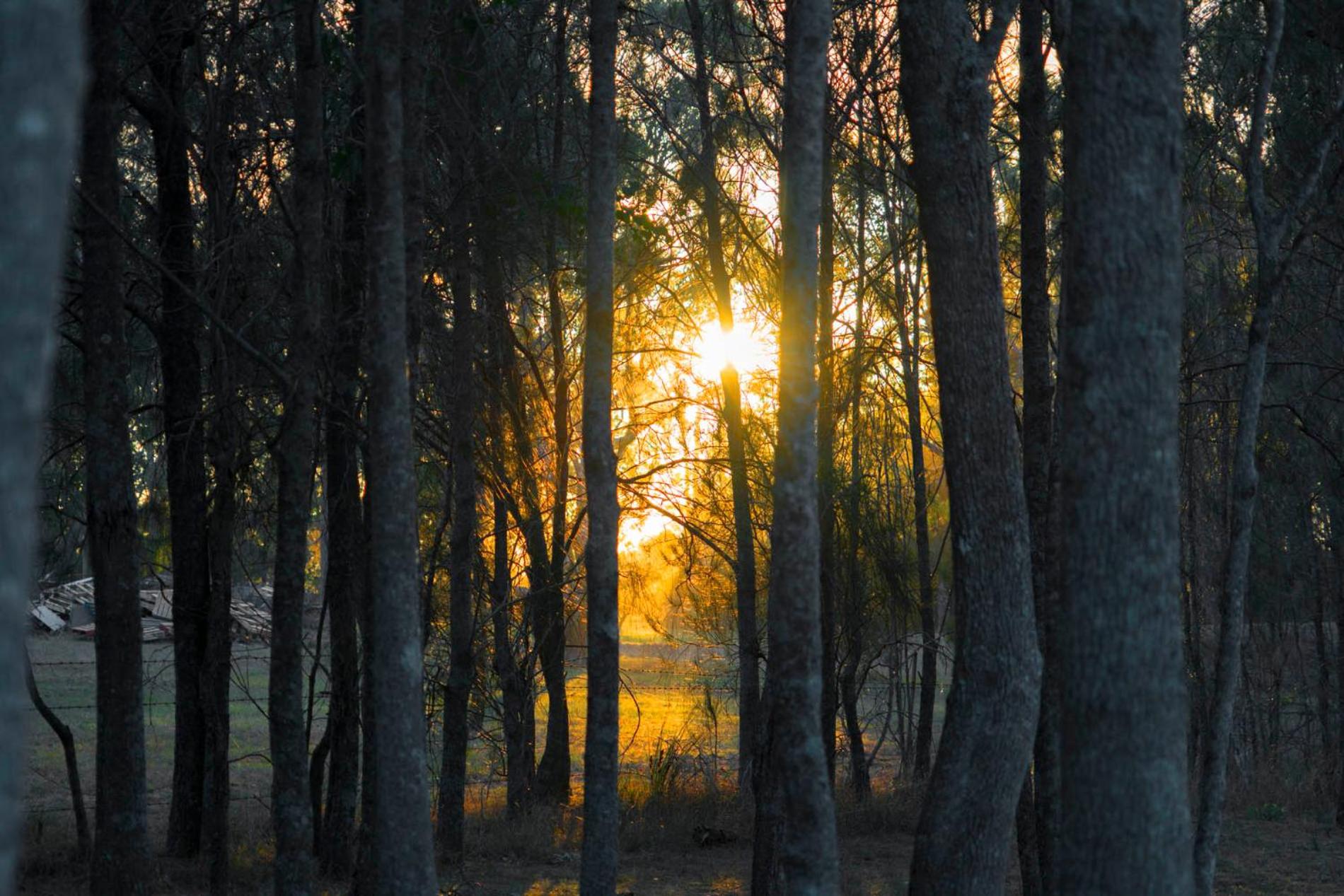 Thistle Hill Guesthouse - walk to many wineries and restaurants