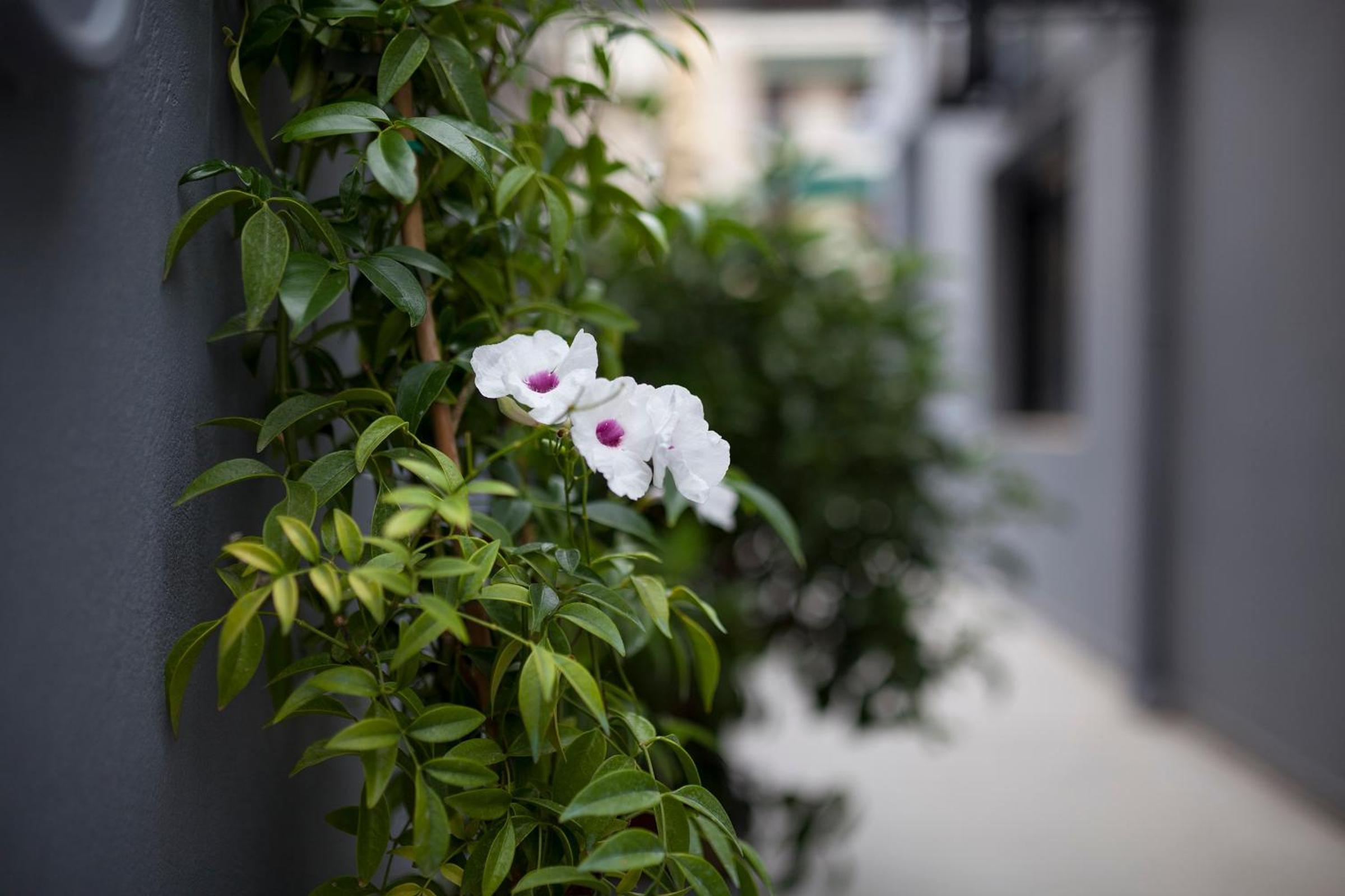 Spacious flat with courtyard in Peristeri!