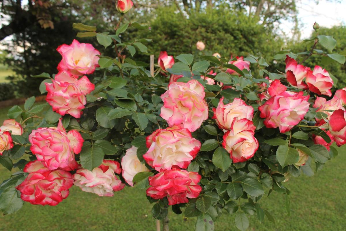 Photo 25