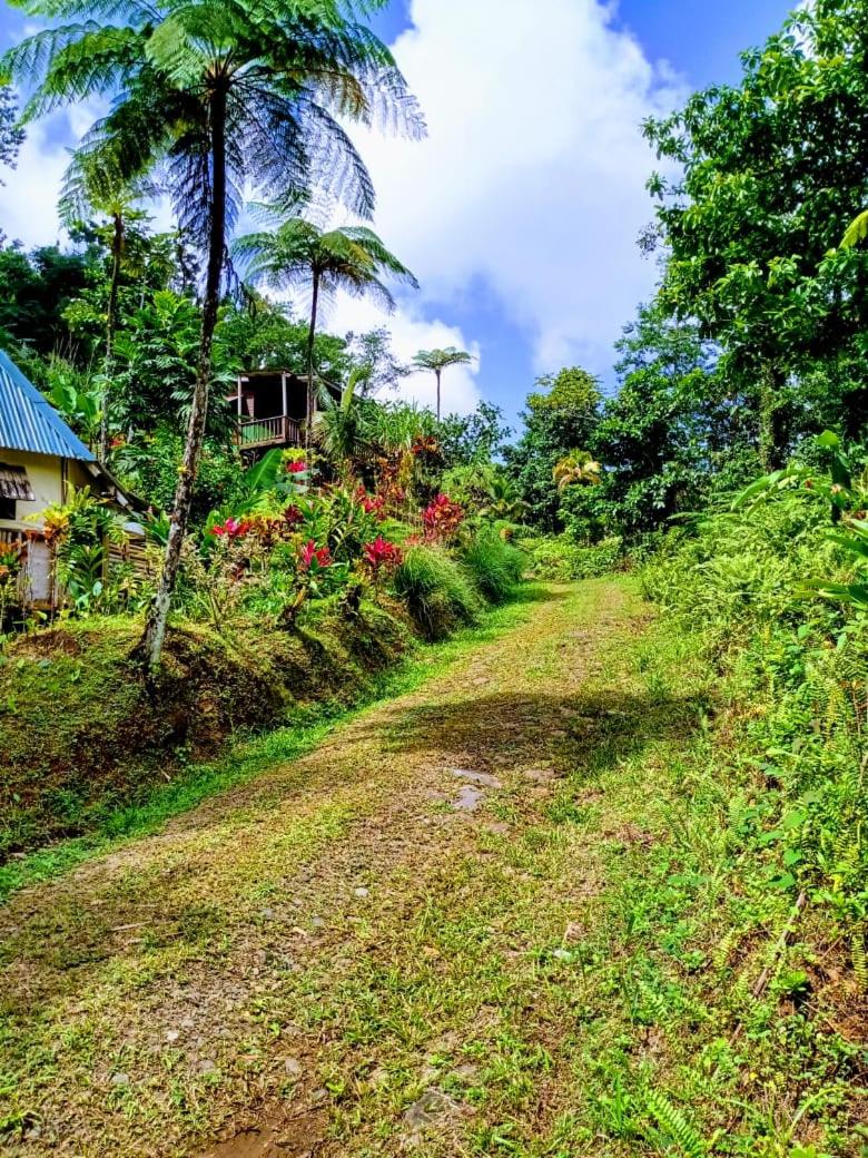 Roots Jungle Retreat