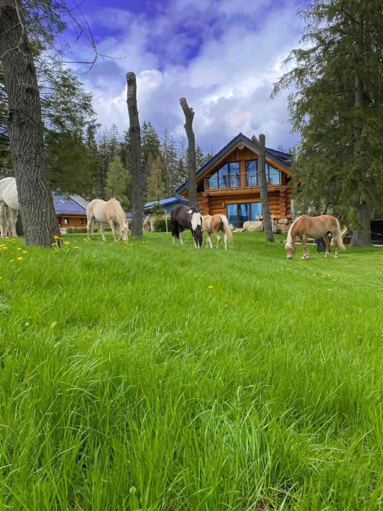 Naturstammhaus und Appartements Zum Brockenbaecker
