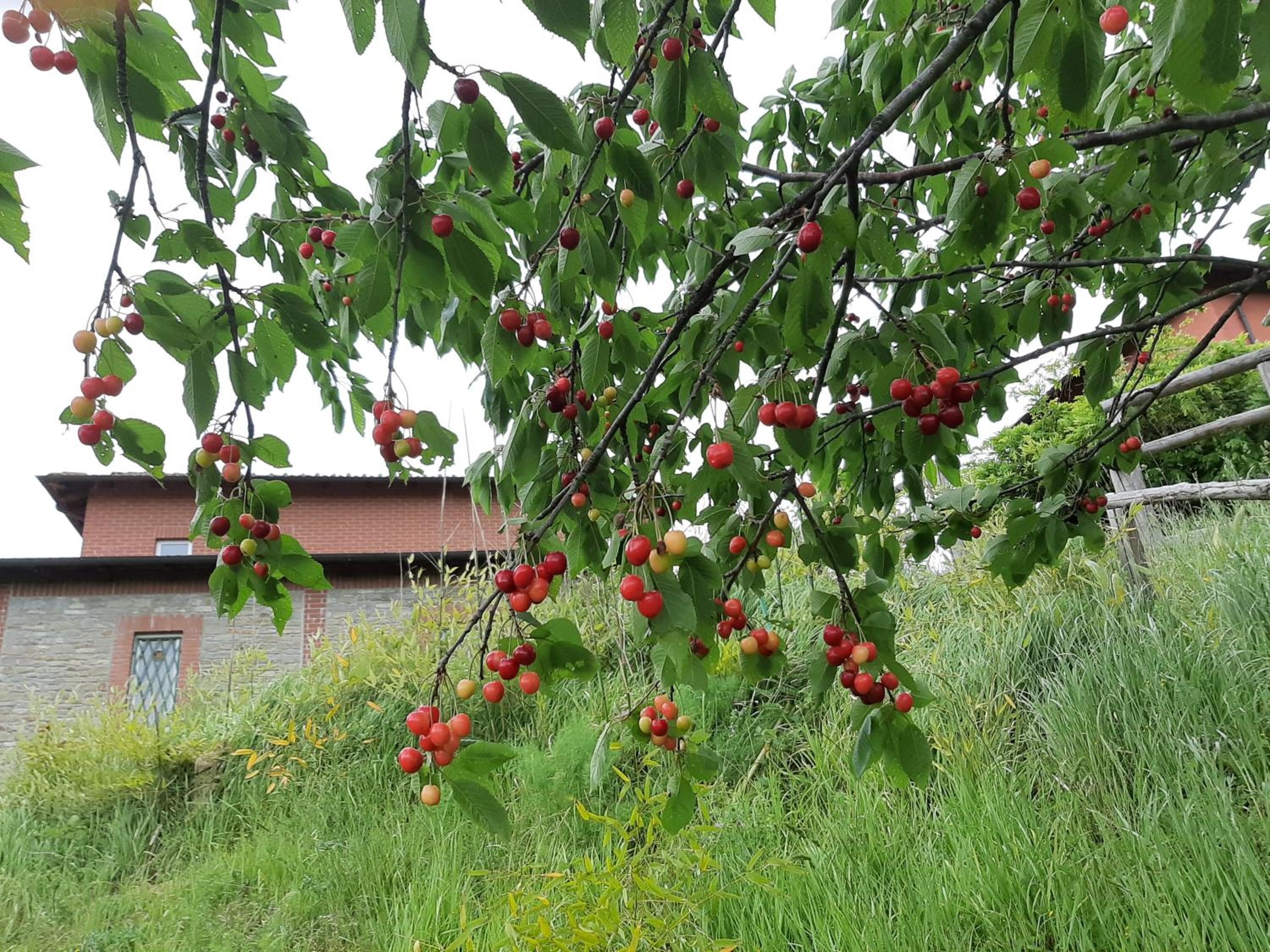 Photo 41