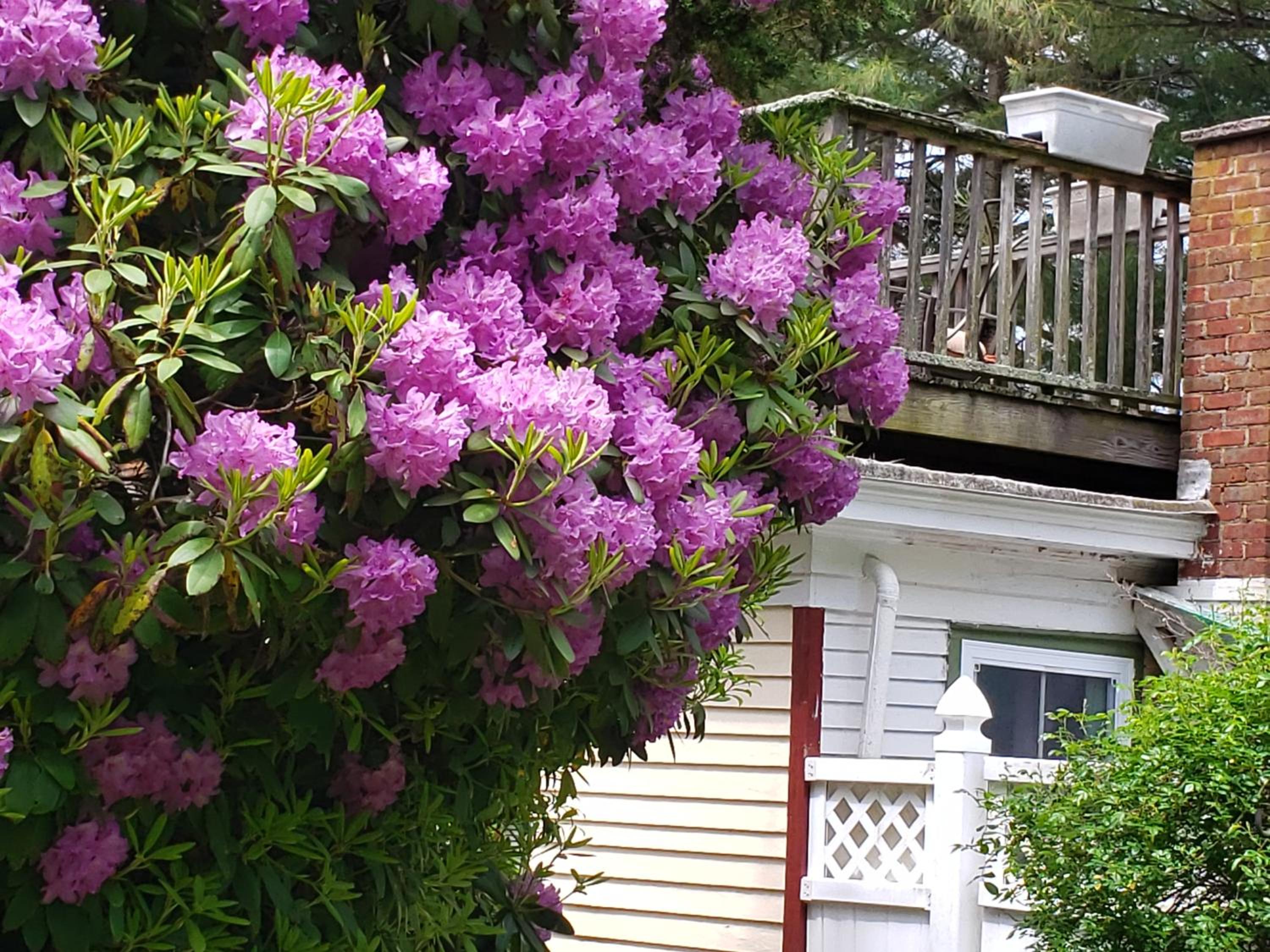 Arbor View House Bed and Breakfast
