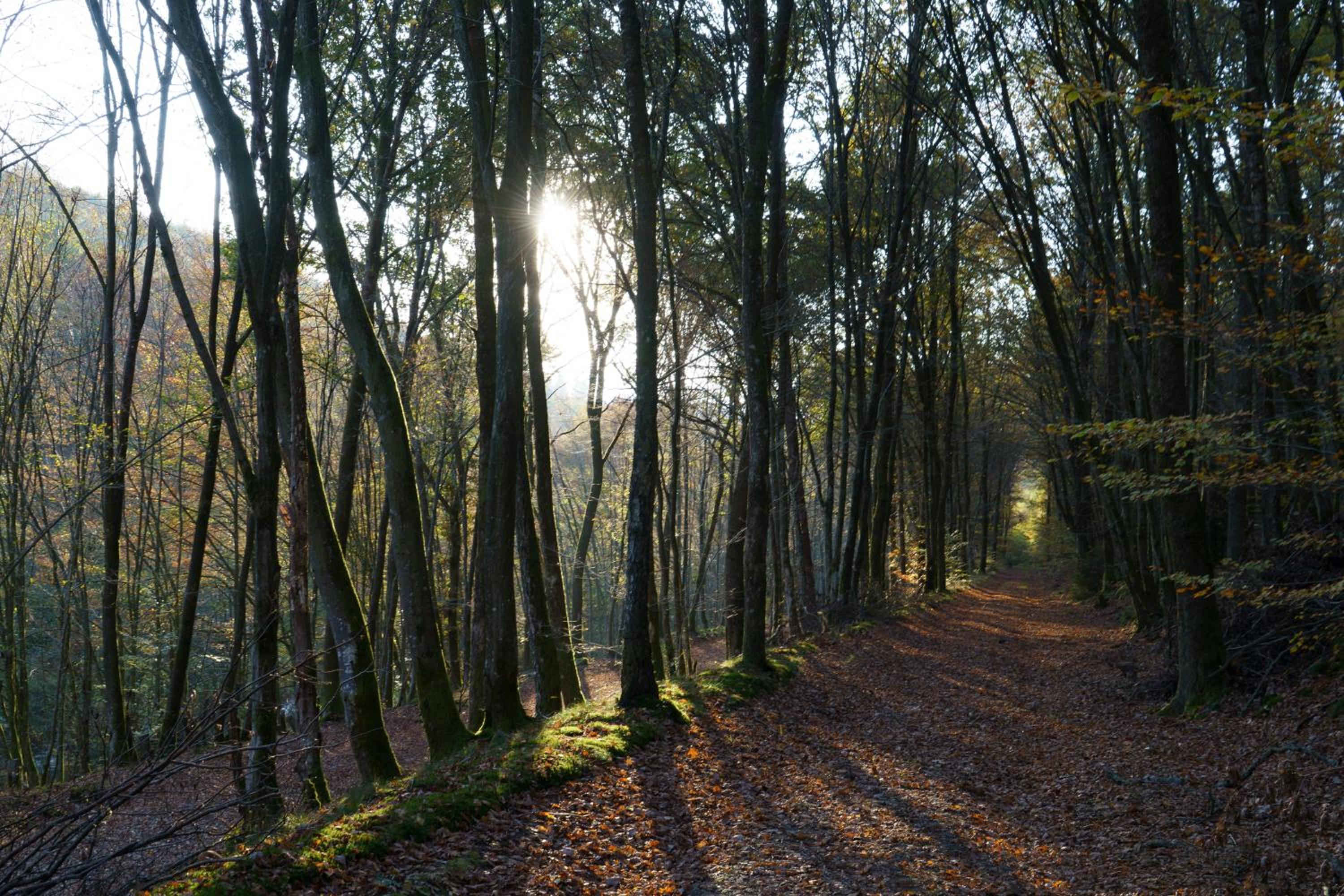 Ardenne essentielle