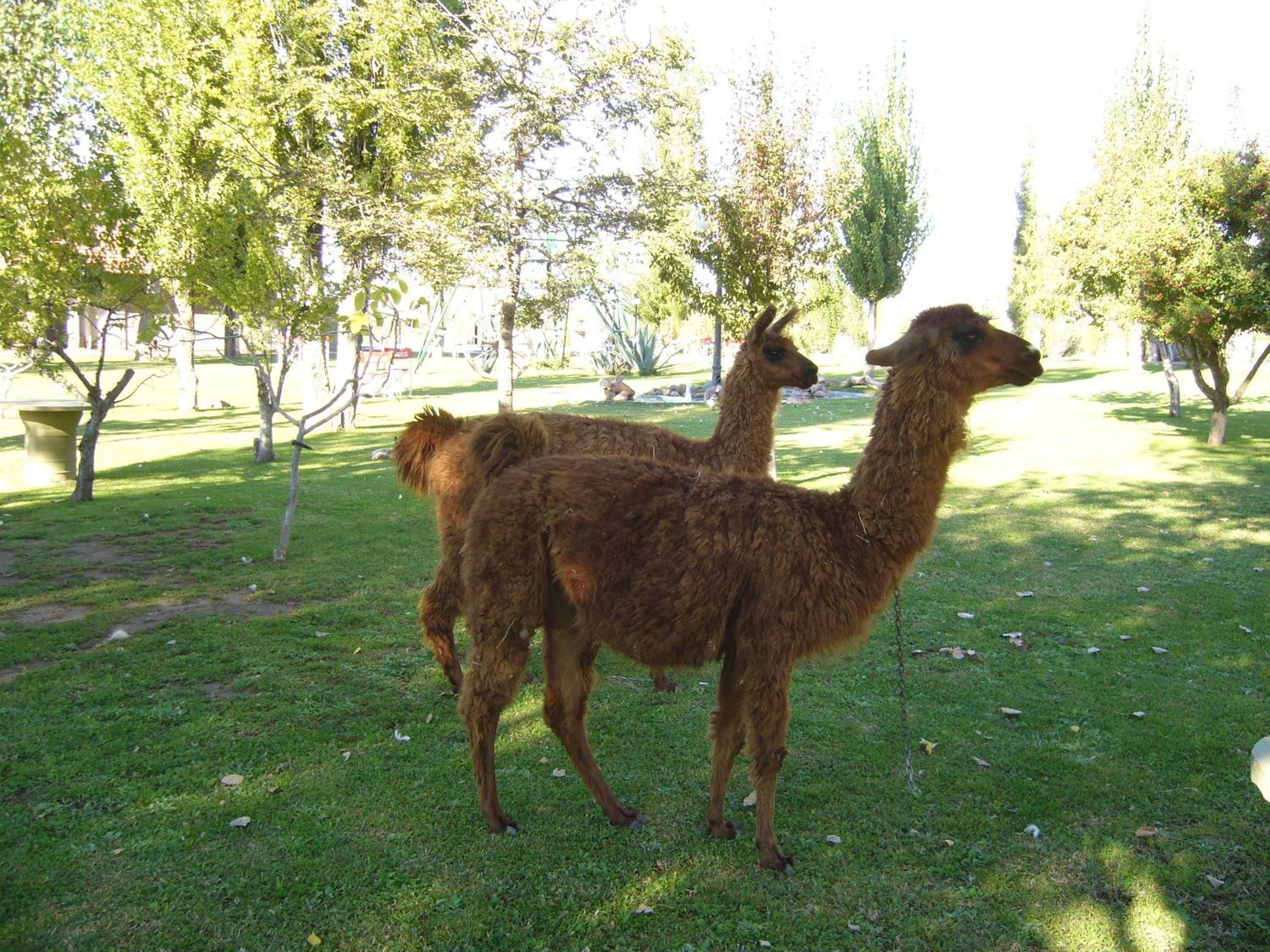 Posada Cacheuta