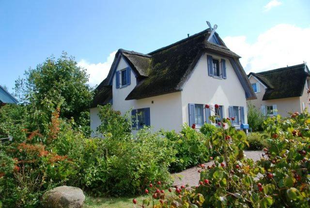 Hagebutte
