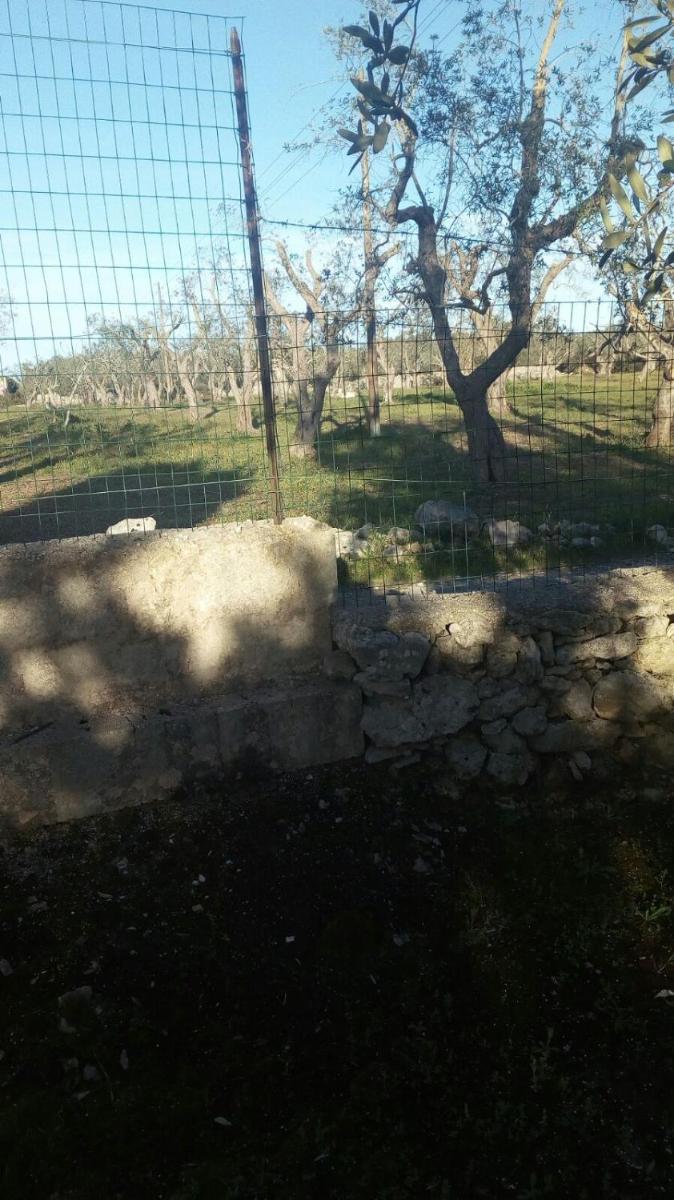 Villetta tra gli ulivi photo 4