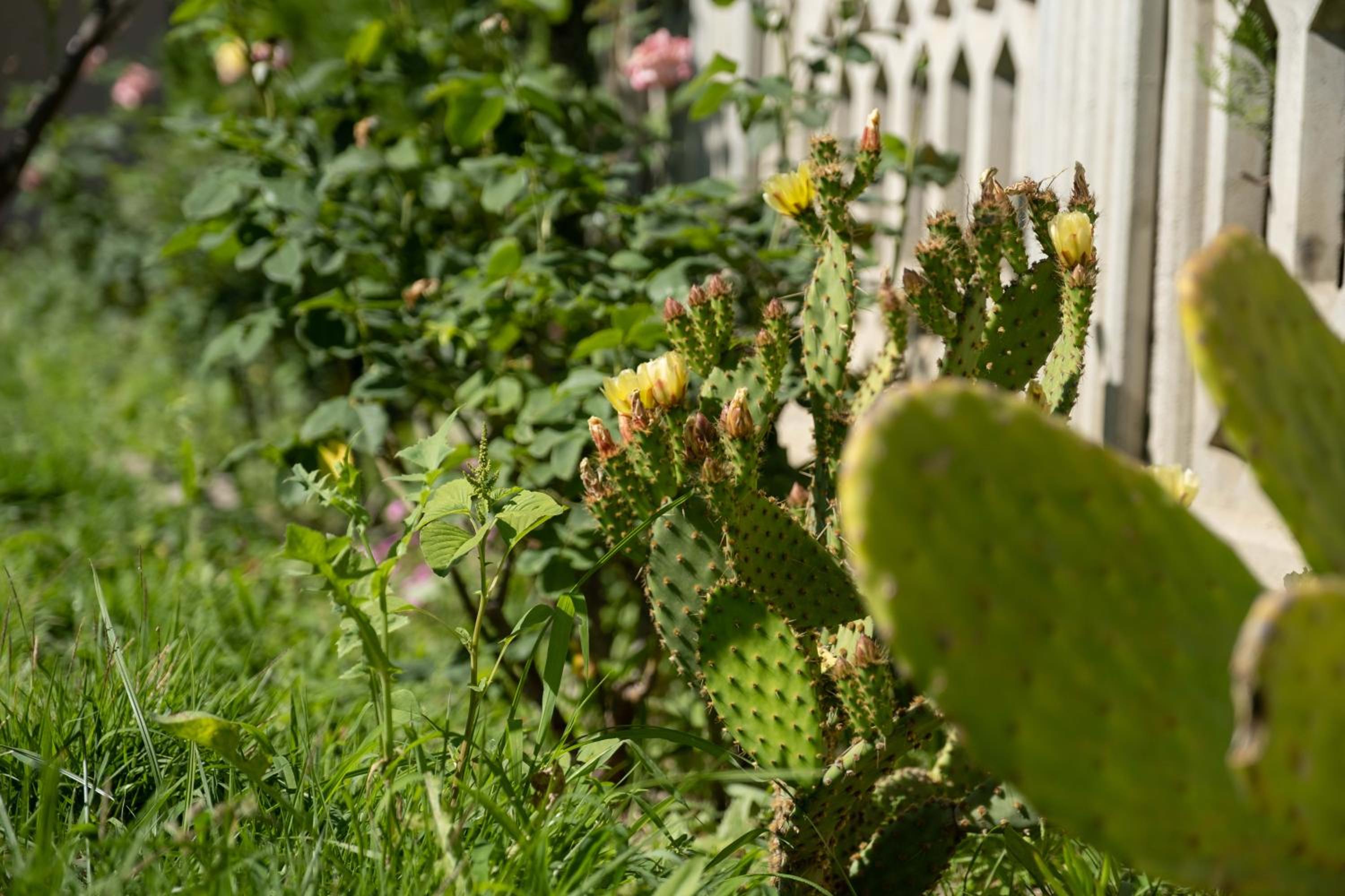 Photo 42