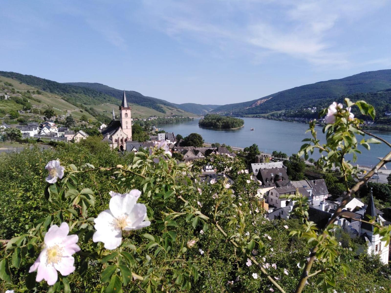 Rheingau und Weltkulturerbe Mittelrheintal erleben - Ferienappartement in Winkel