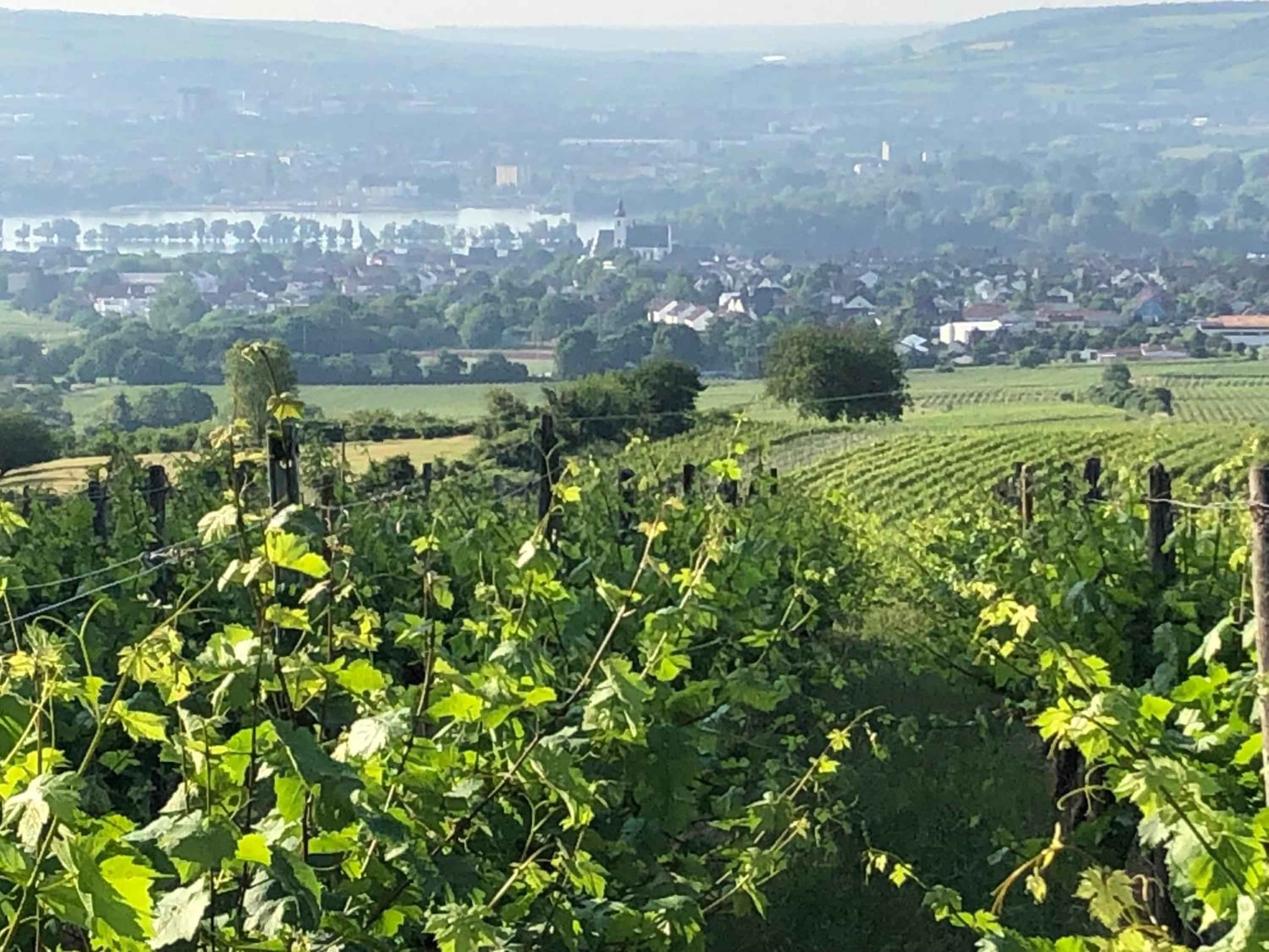 Rheingau und Weltkulturerbe Mittelrheintal erleben - Ferienappartement in Winkel