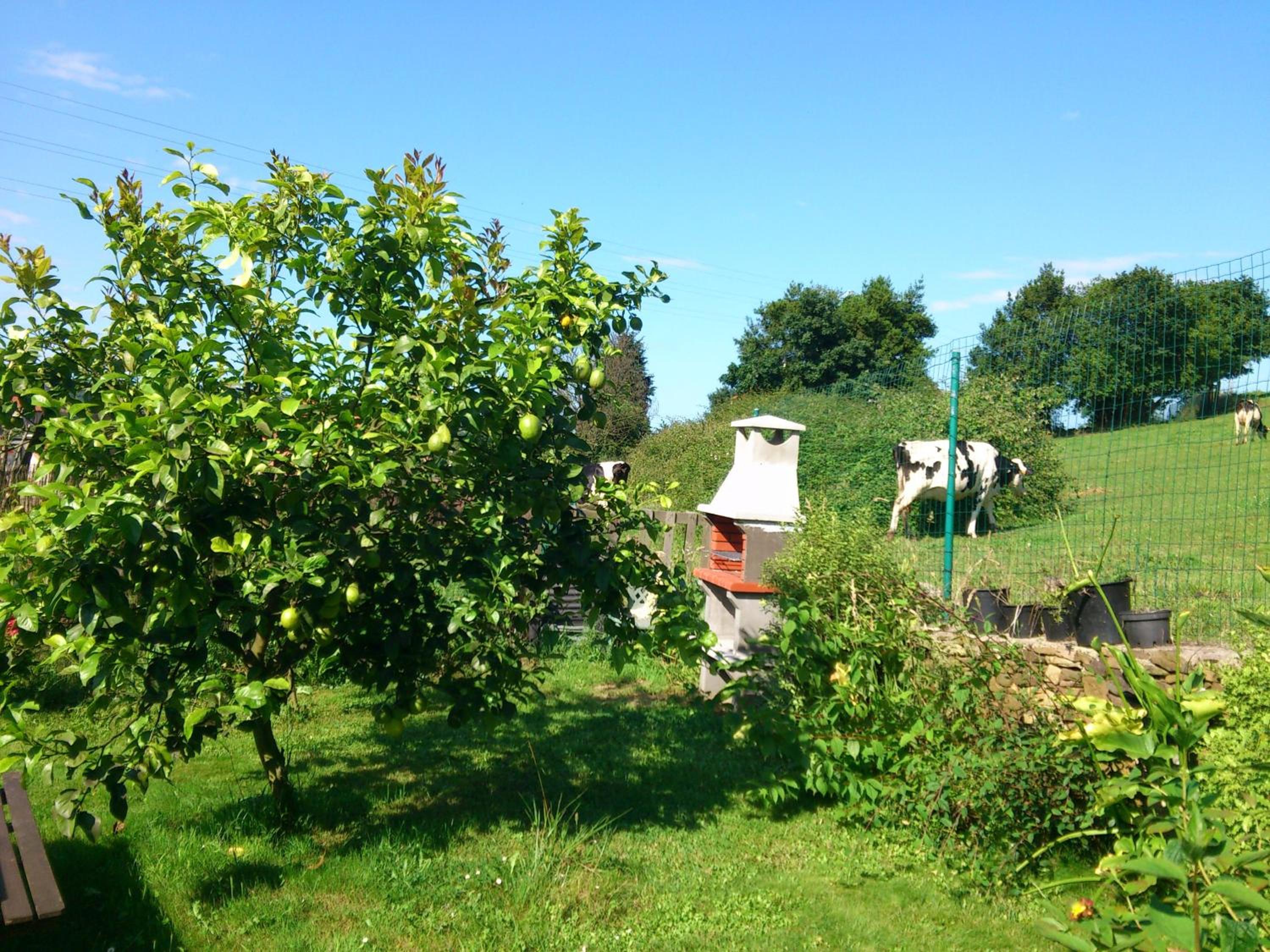 Fancornio Rural