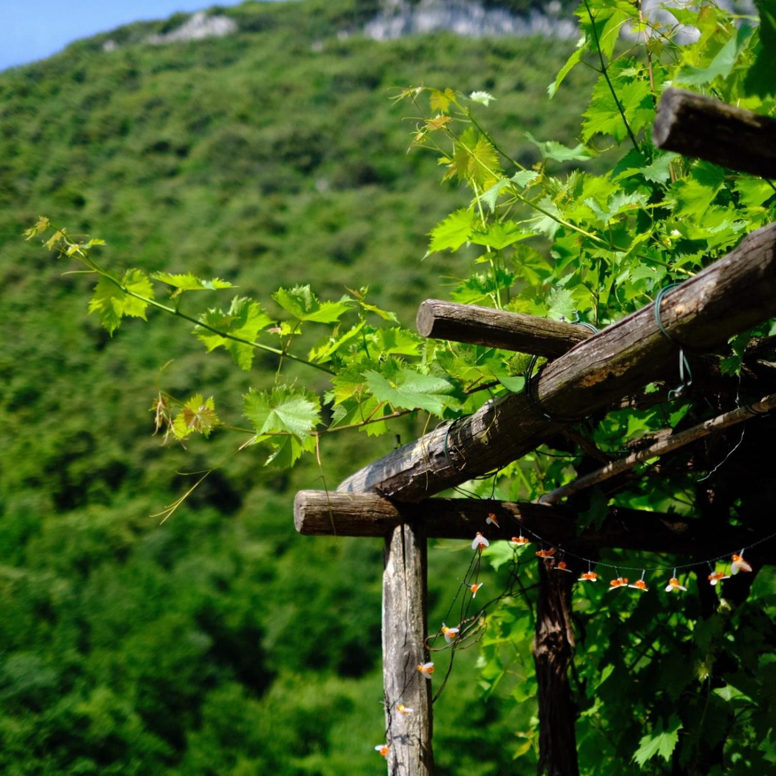 Agriturismo Alveare view 5