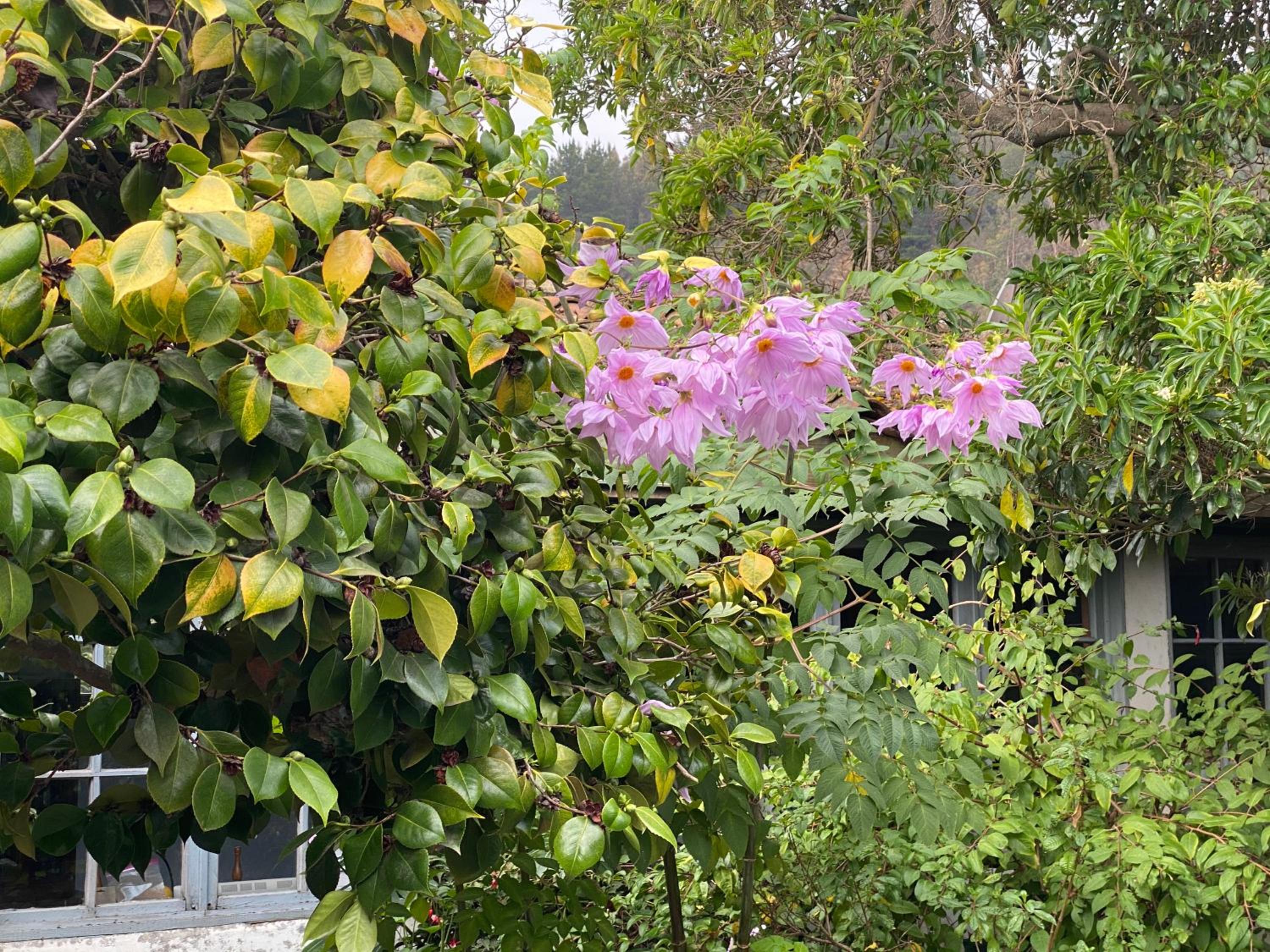Casona Patrimonial Cobquecura Hotel Boutique