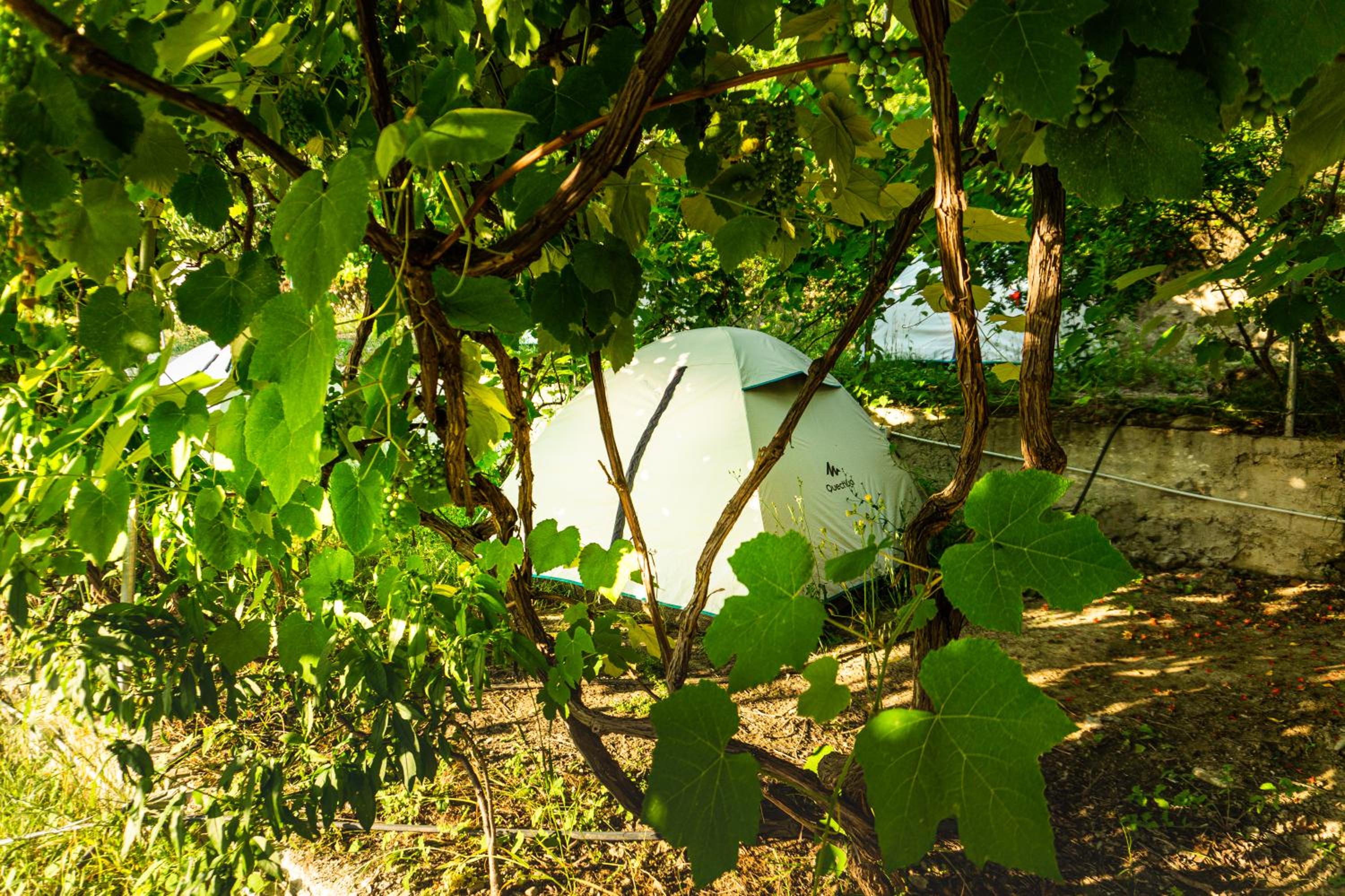Camping Jungle in Borsh