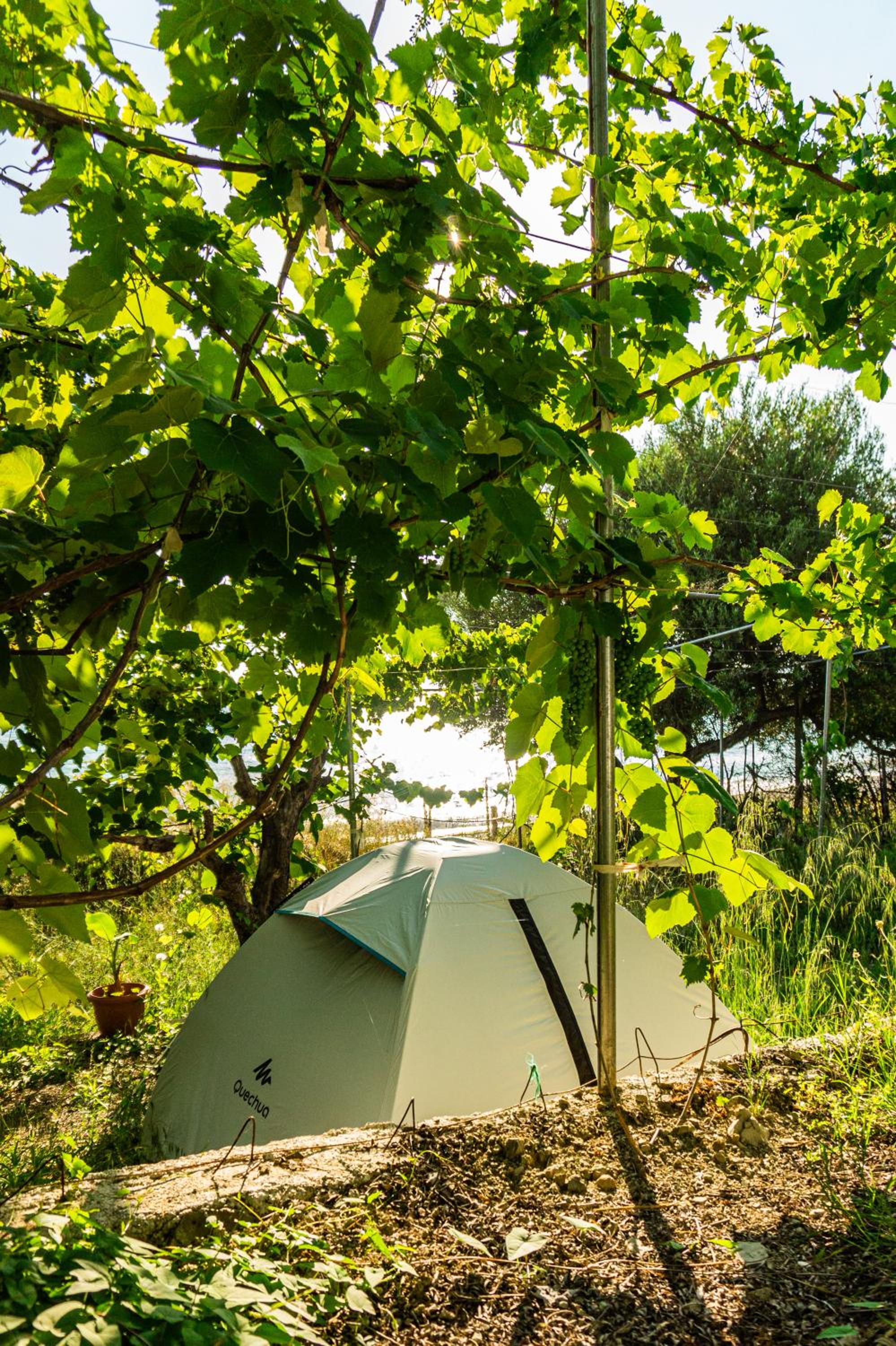 Camping Jungle in Borsh