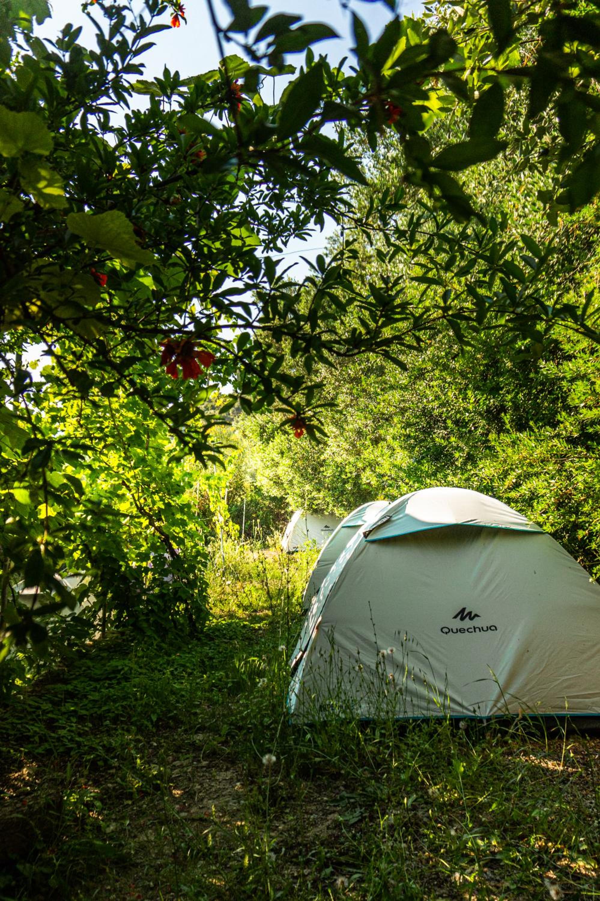 Camping Jungle in Borsh