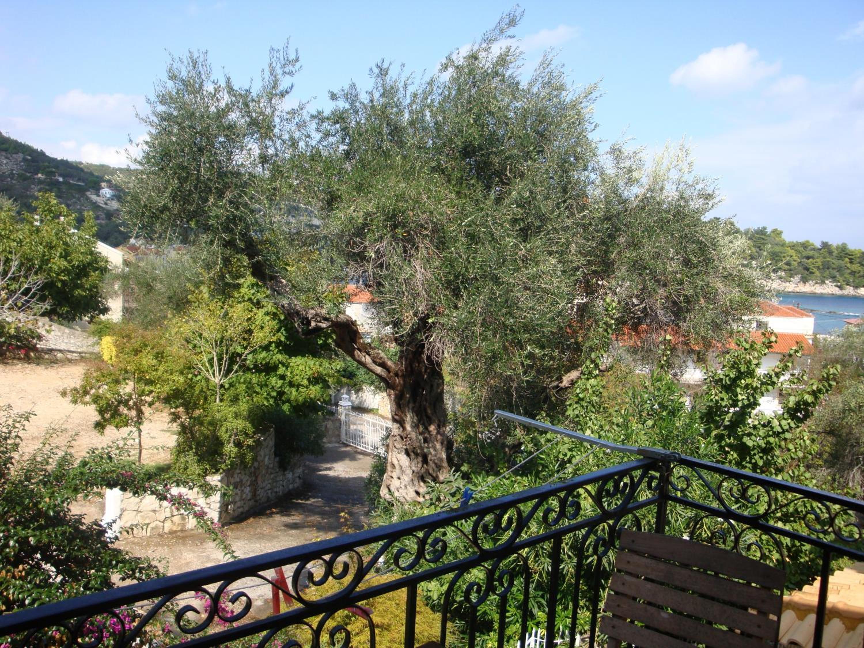 Photo 46
