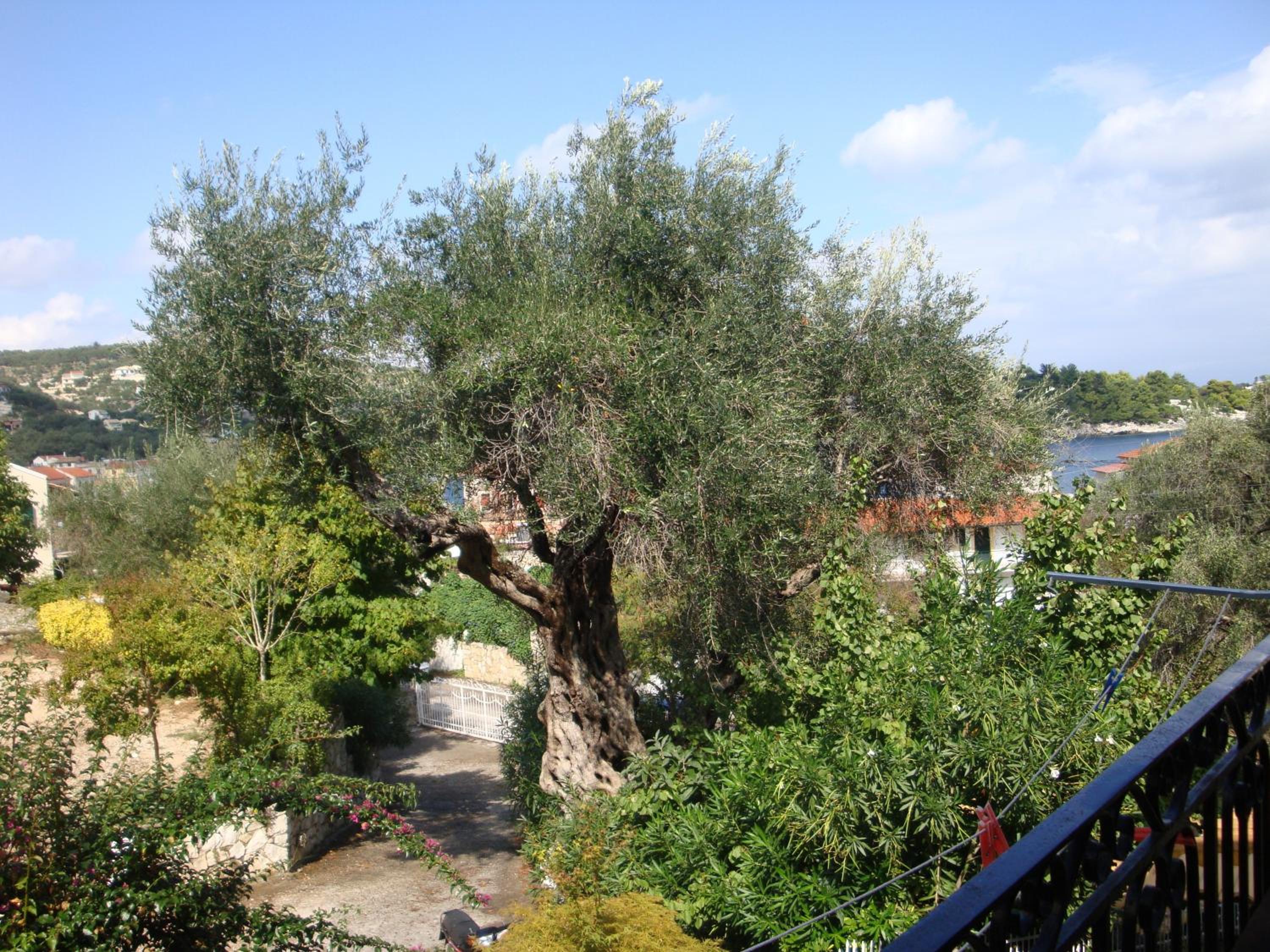 Photo 45