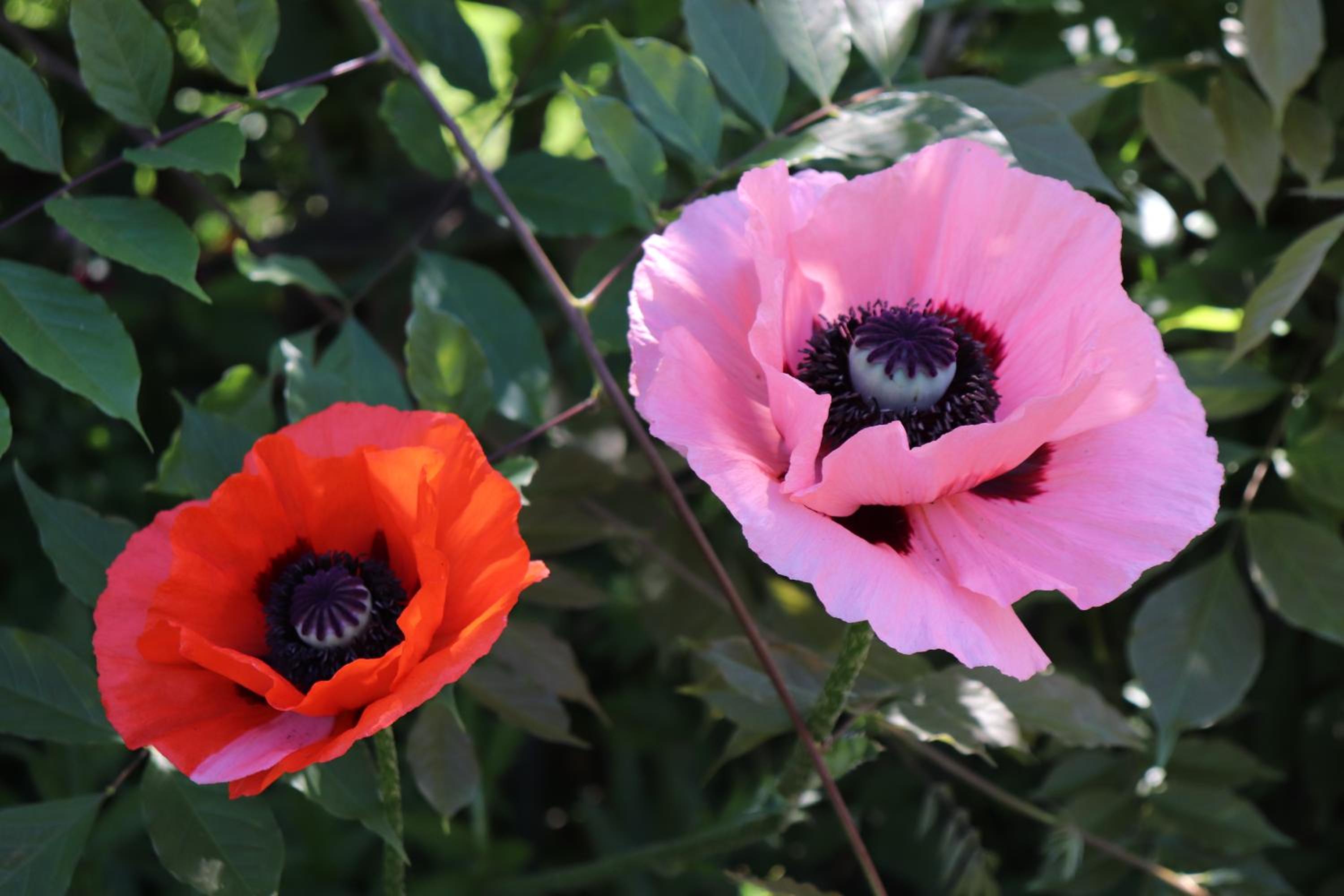 L'Herbe Haute, photo 57