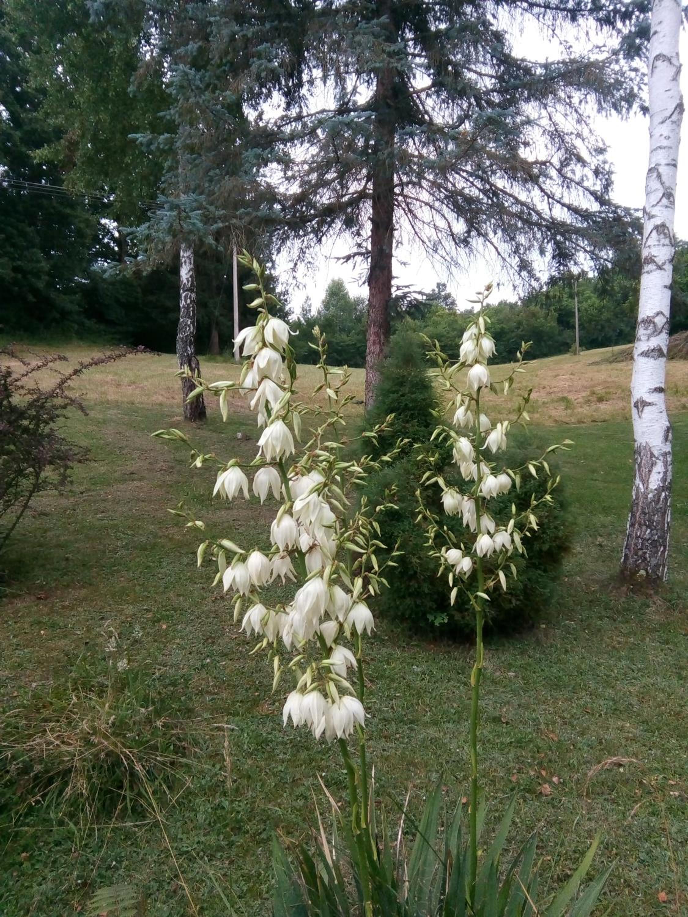 Photo 42