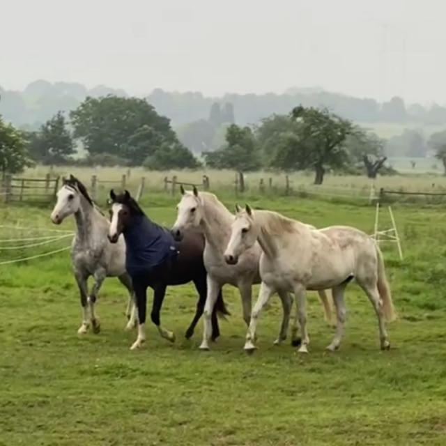 Gästehaus White Horse Diedersen