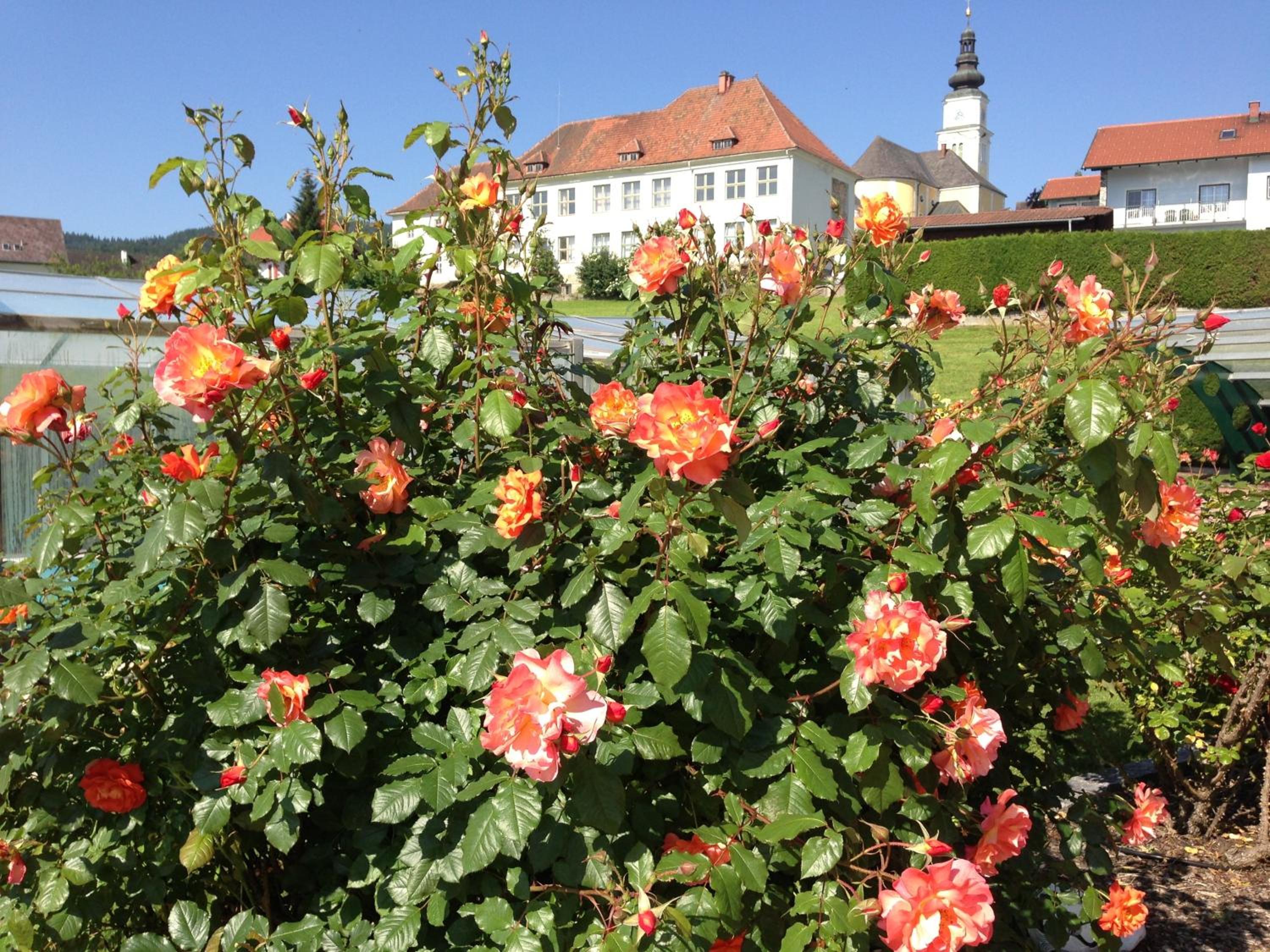 Haus Rose view 4