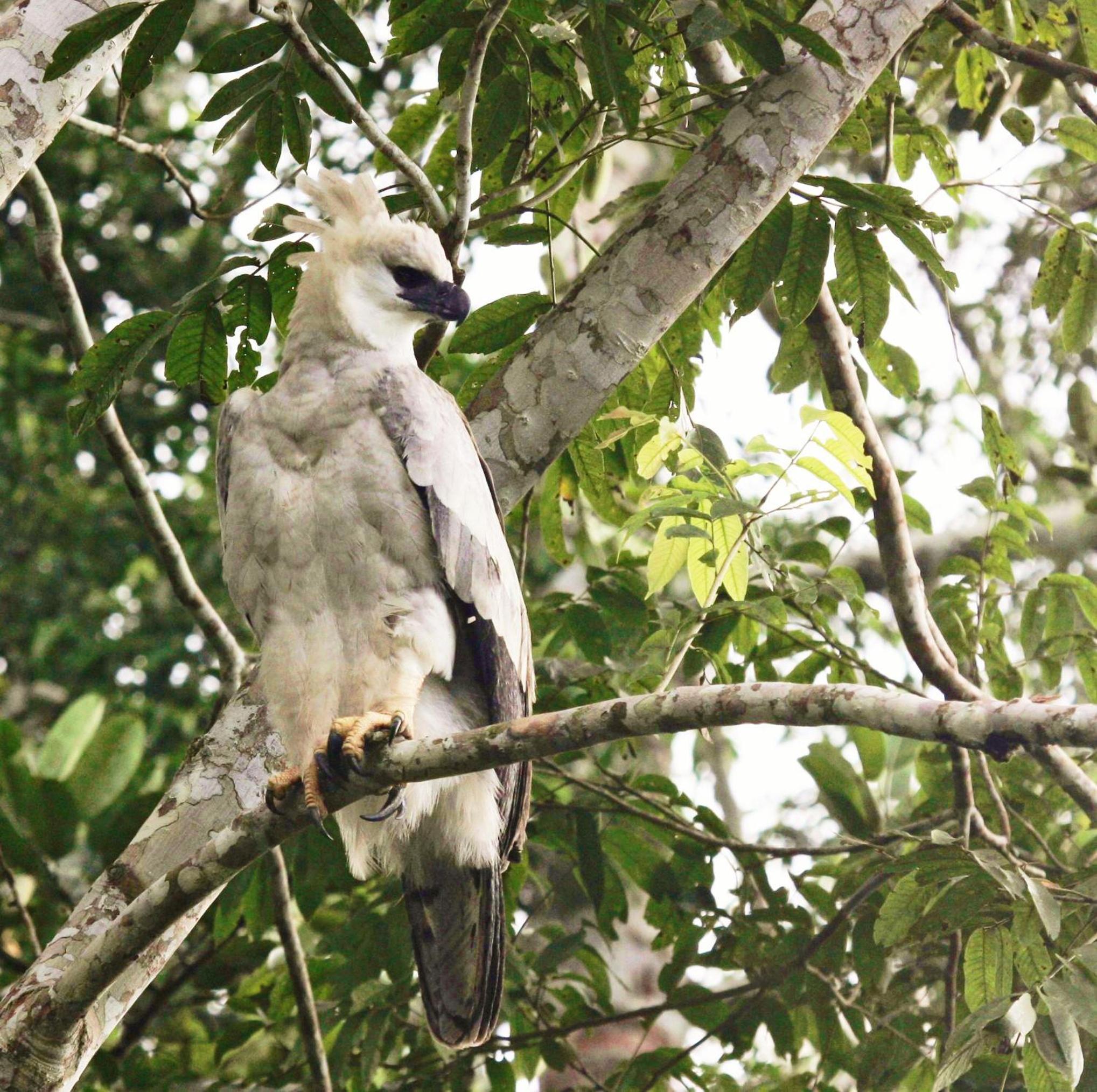 Wasai Tambopata Lodge