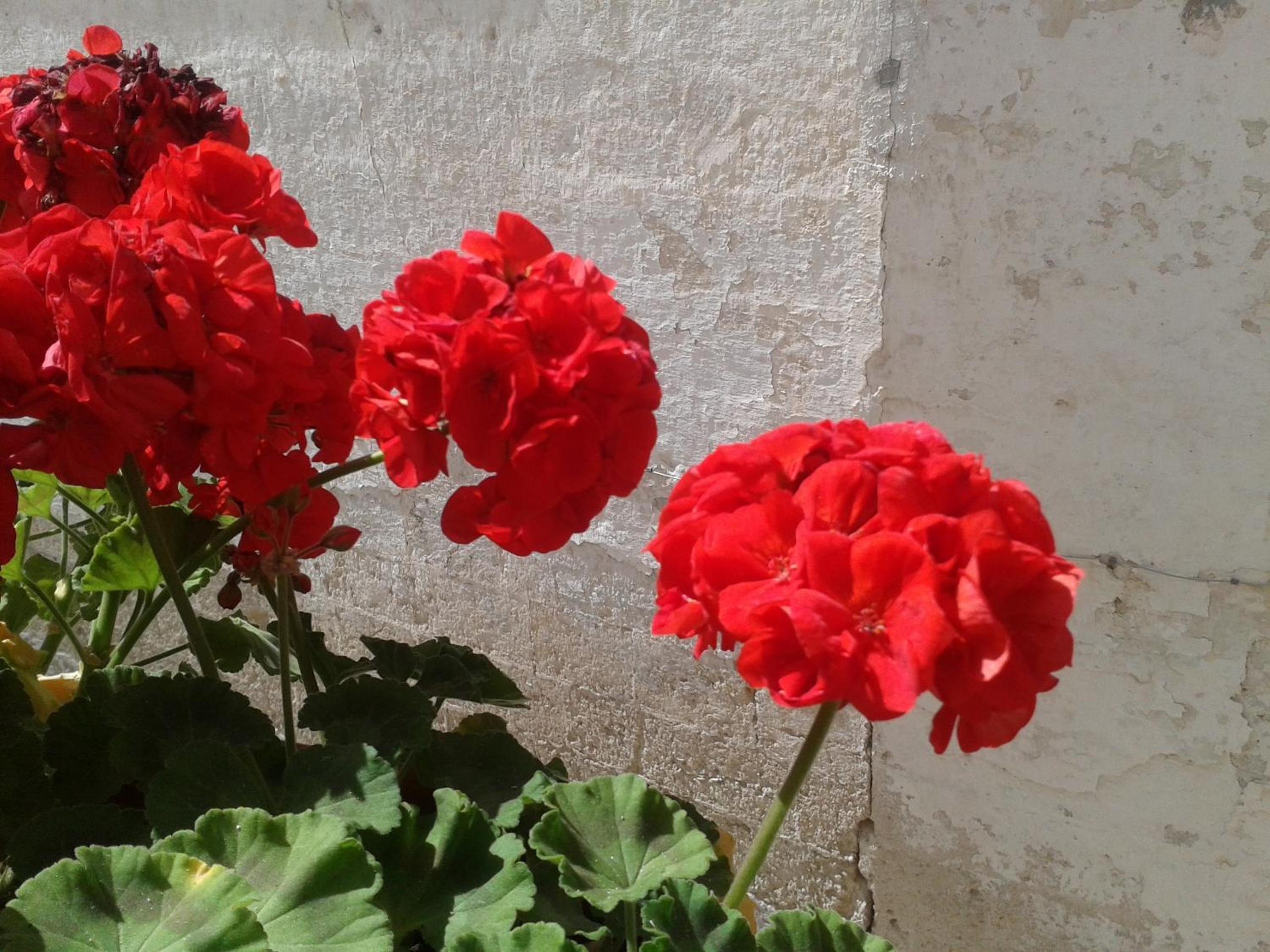 B&B Borgo San Martino