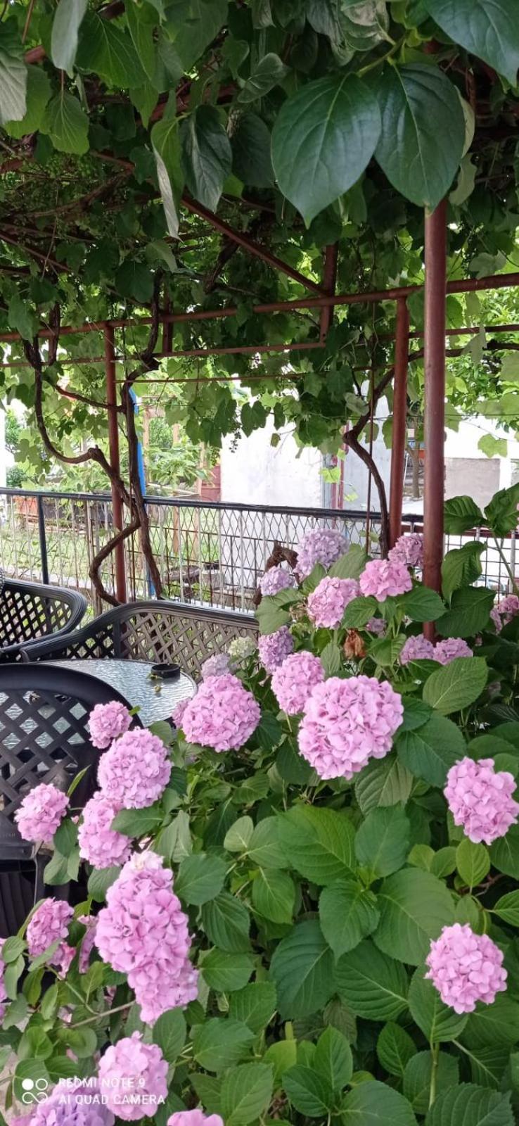 Apartments Beba Zalad