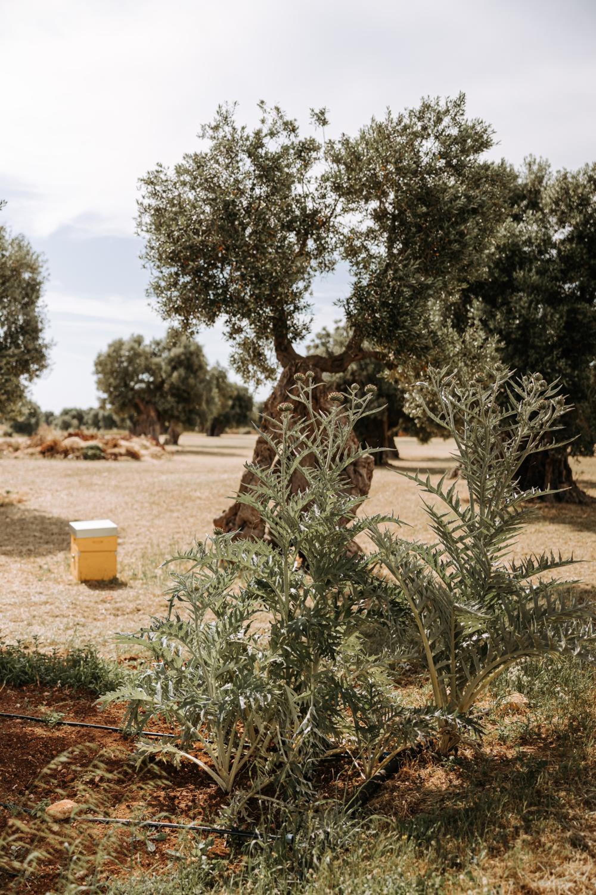 Masseria Garrappa