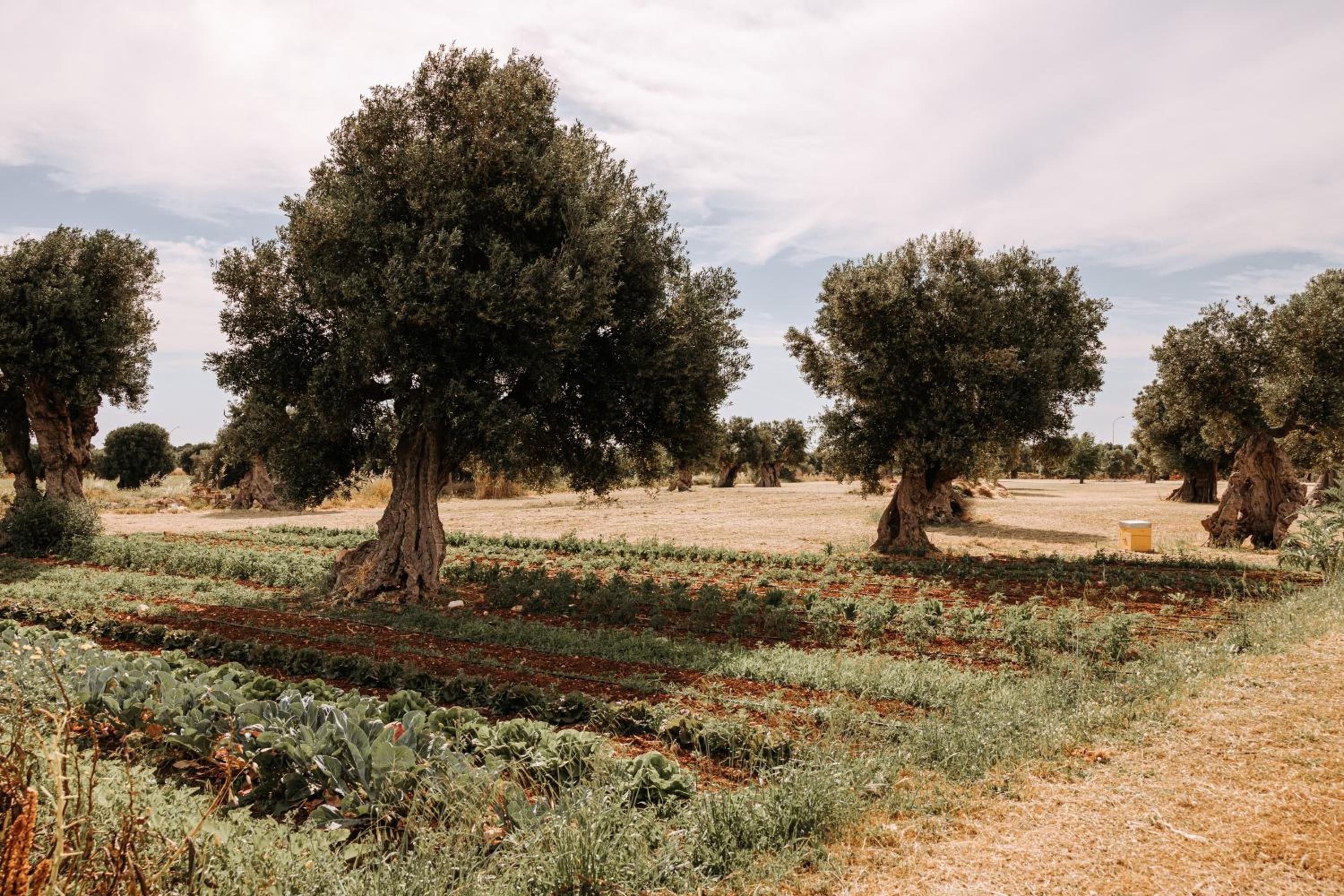 Masseria Garrappa