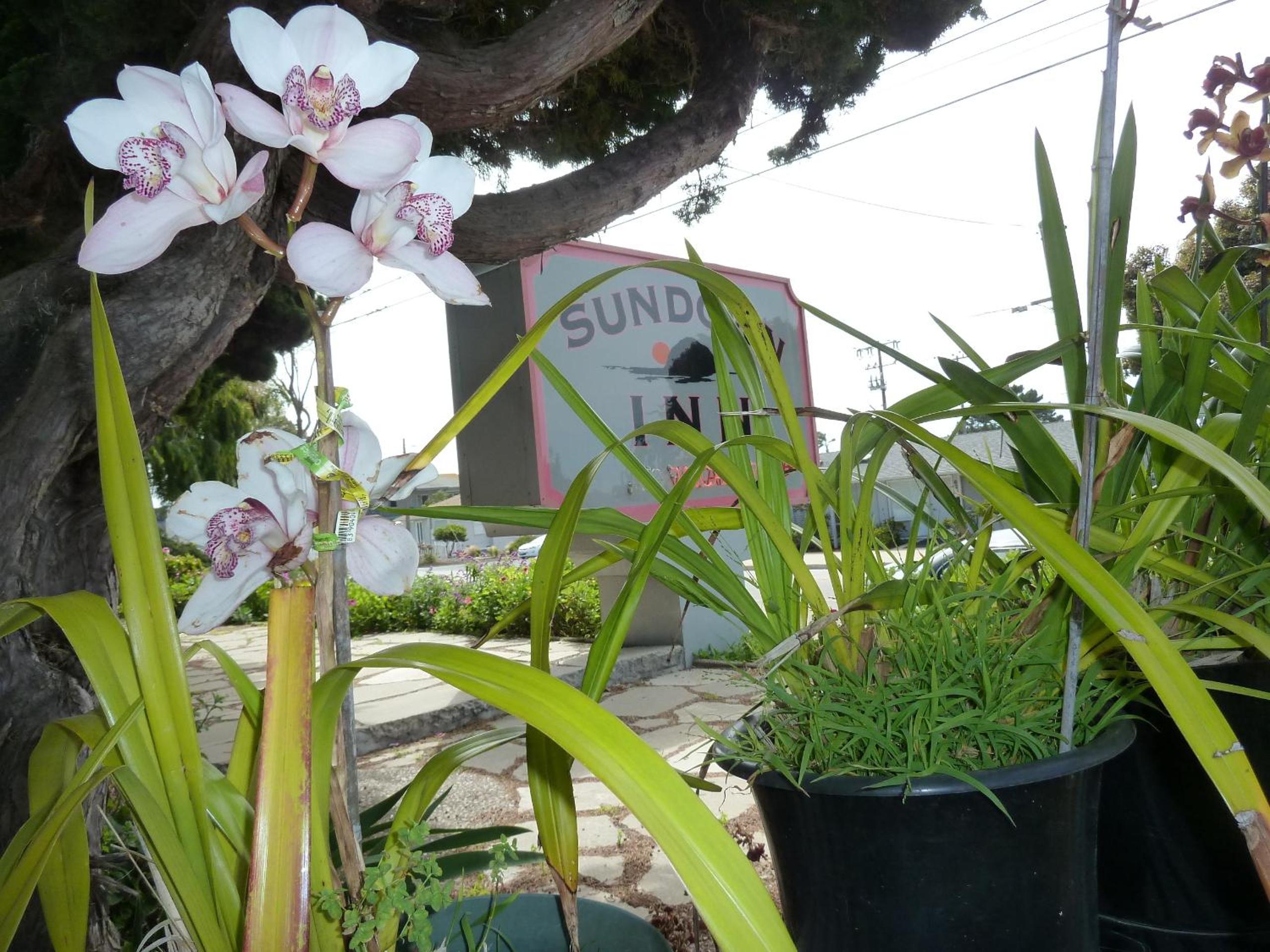 Sundown Inn of Morro Bay, Billede 20