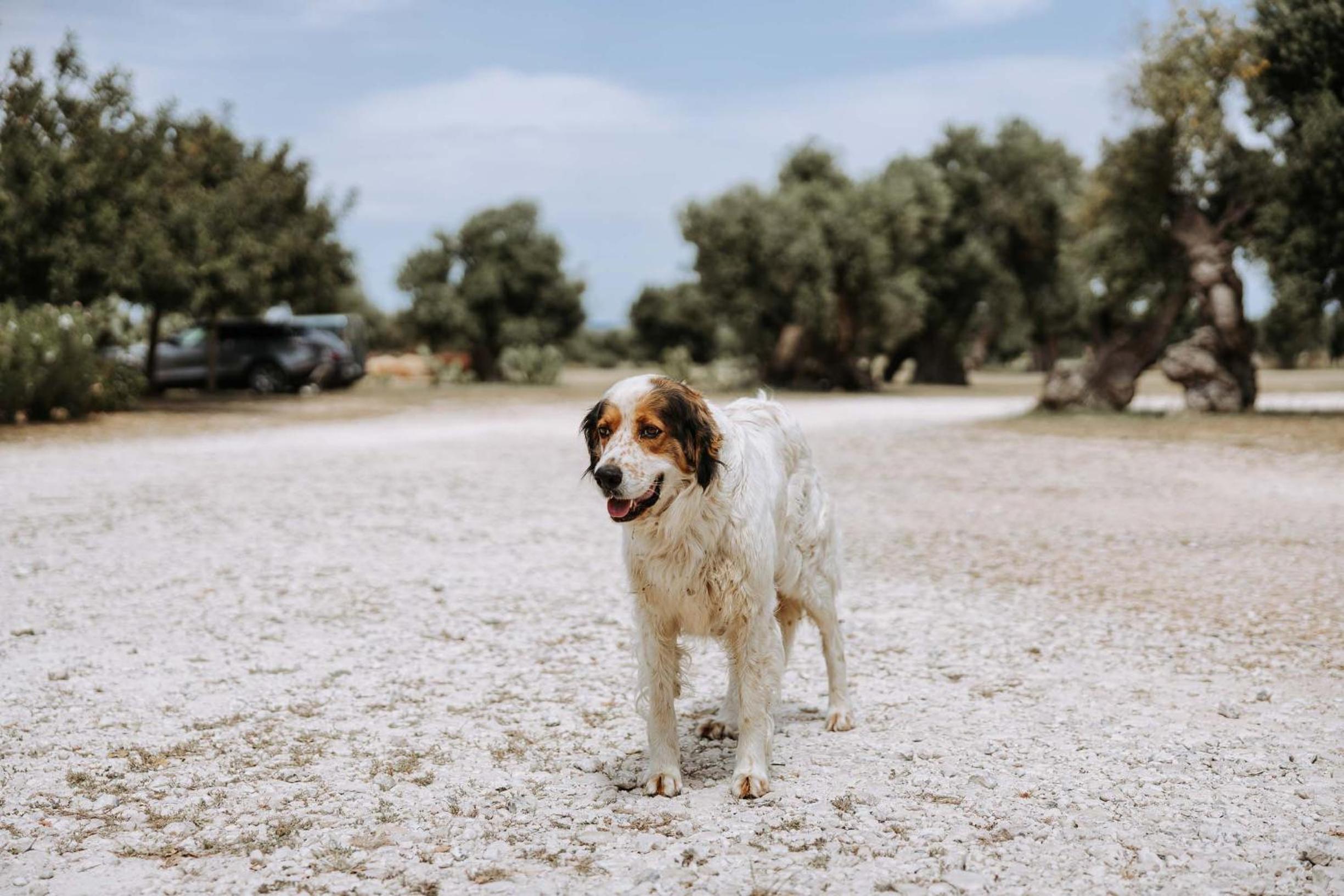 Masseria Garrappa